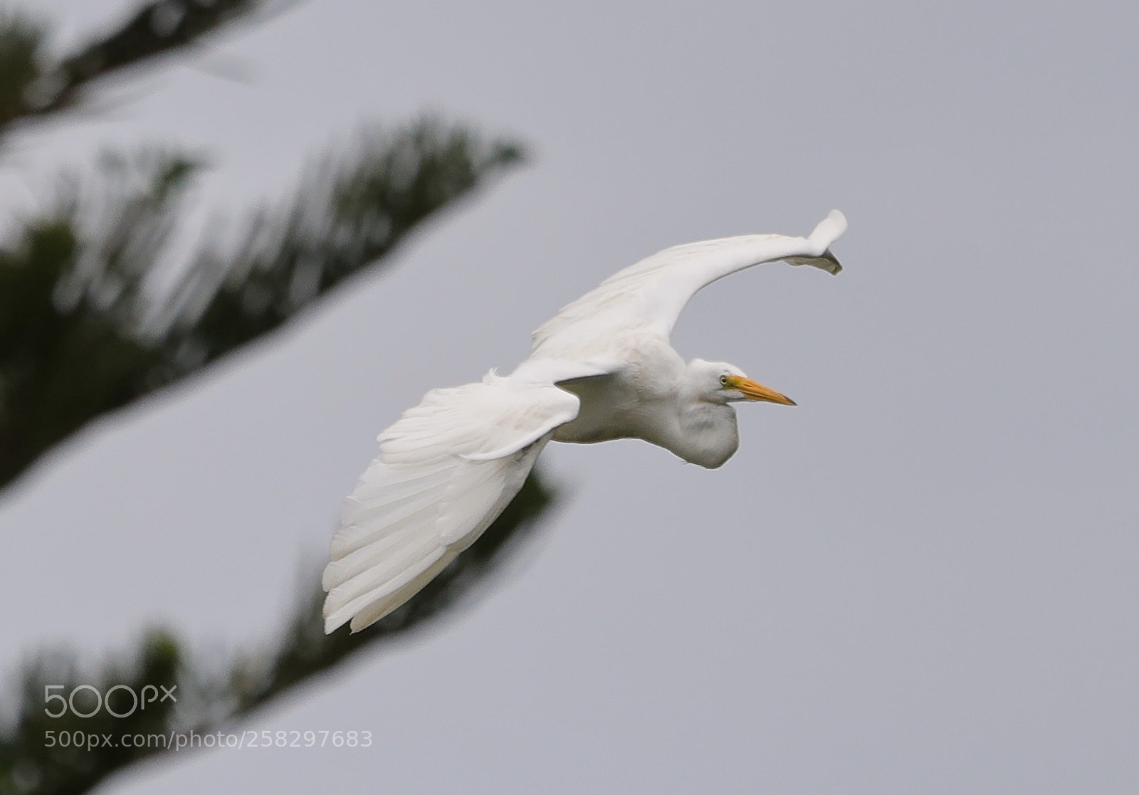 Canon EOS-1D X Mark II sample photo. 05-17-18-0018082.jpg photography