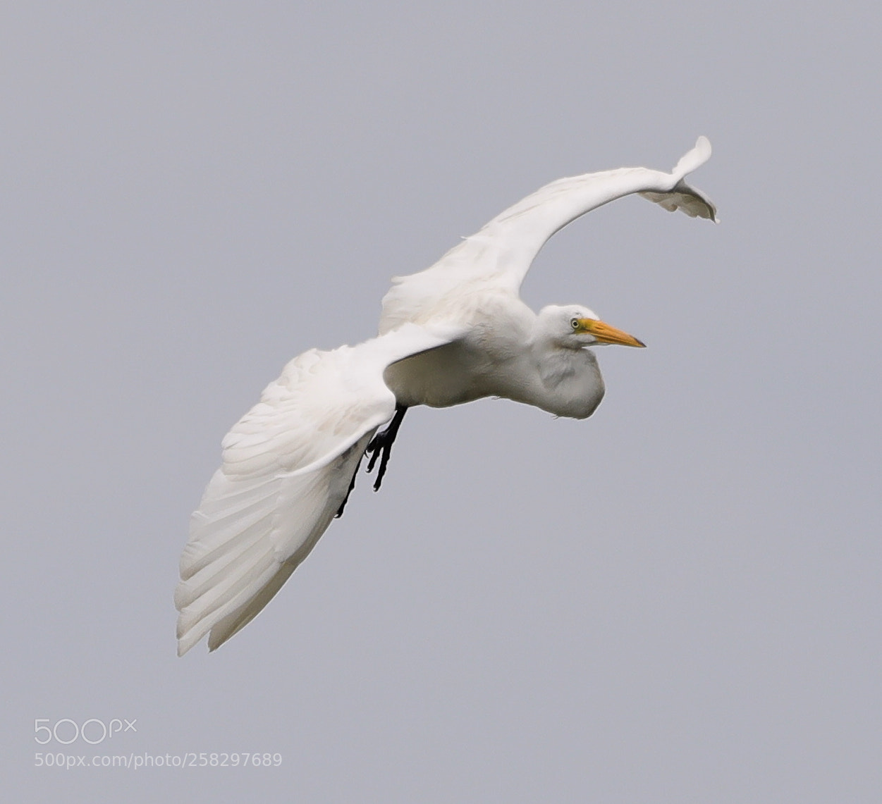Canon EOS-1D X Mark II sample photo. 05-17-18-0018081.jpg photography