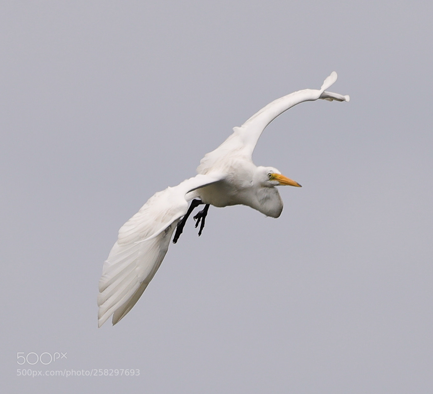 Canon EOS-1D X Mark II sample photo. 05-17-18-0018080.jpg photography