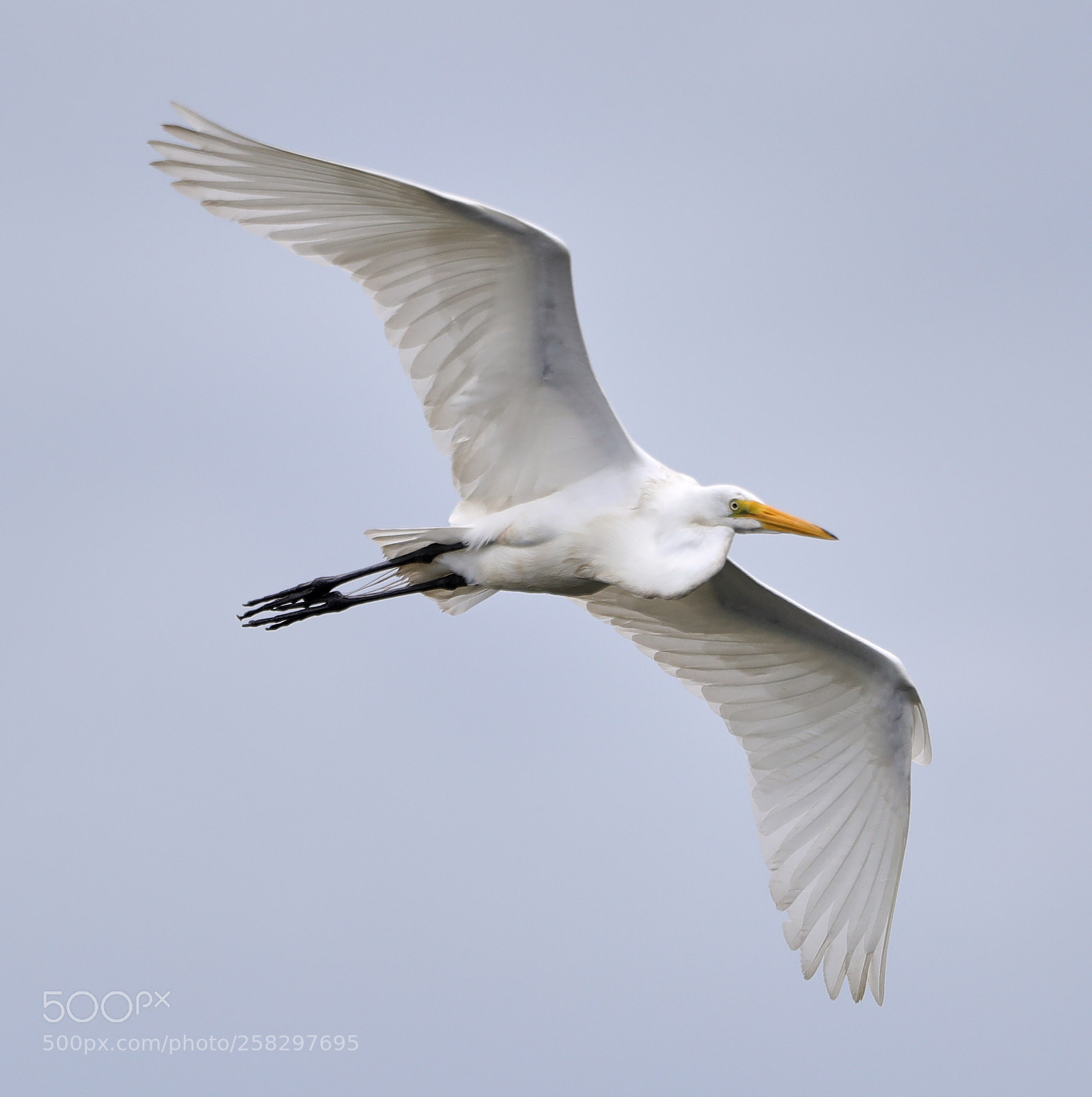 Canon EOS-1D X Mark II sample photo. 05-17-18-0018078.jpg photography