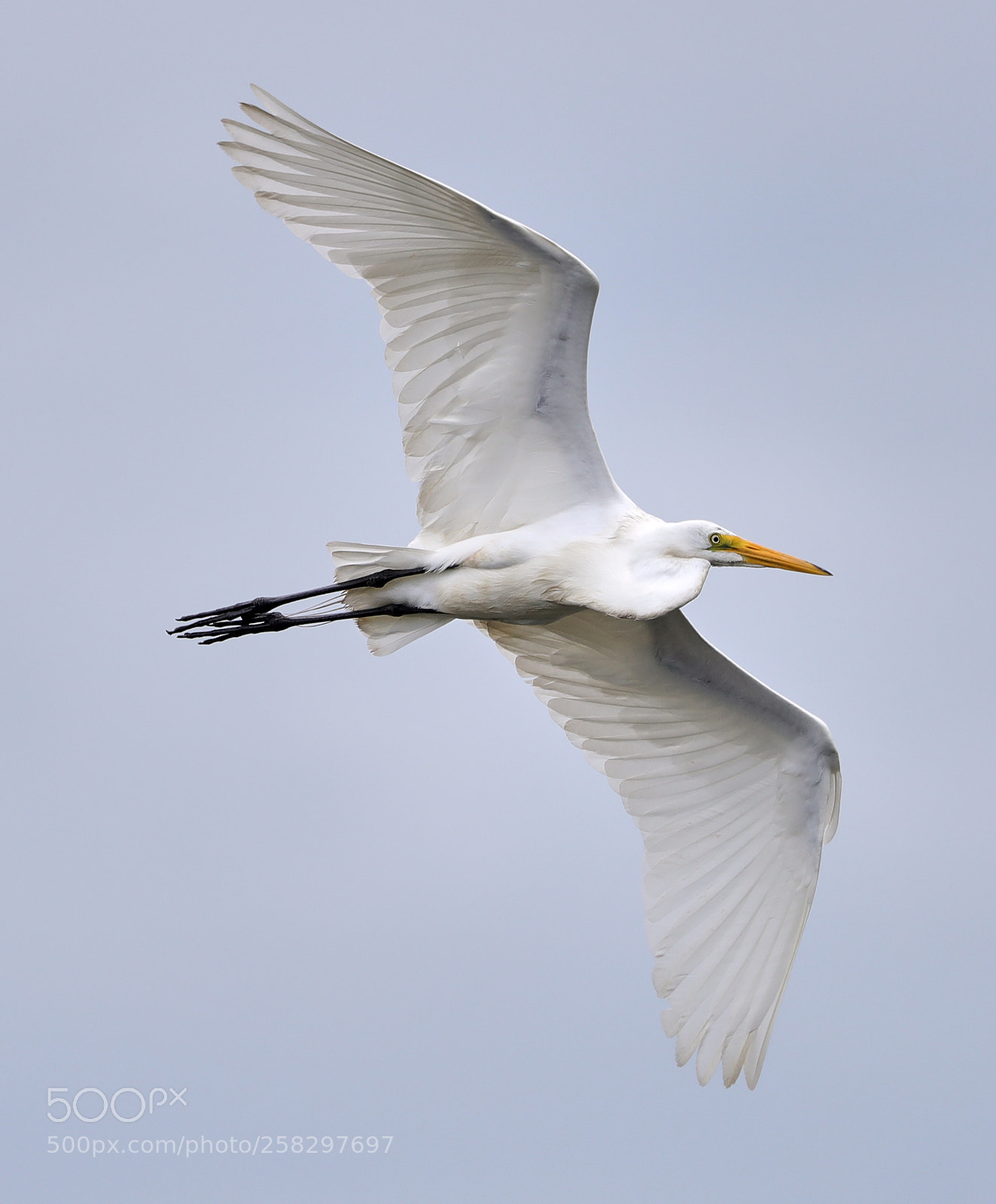 Canon EOS-1D X Mark II sample photo. 05-17-18-0018077.jpg photography