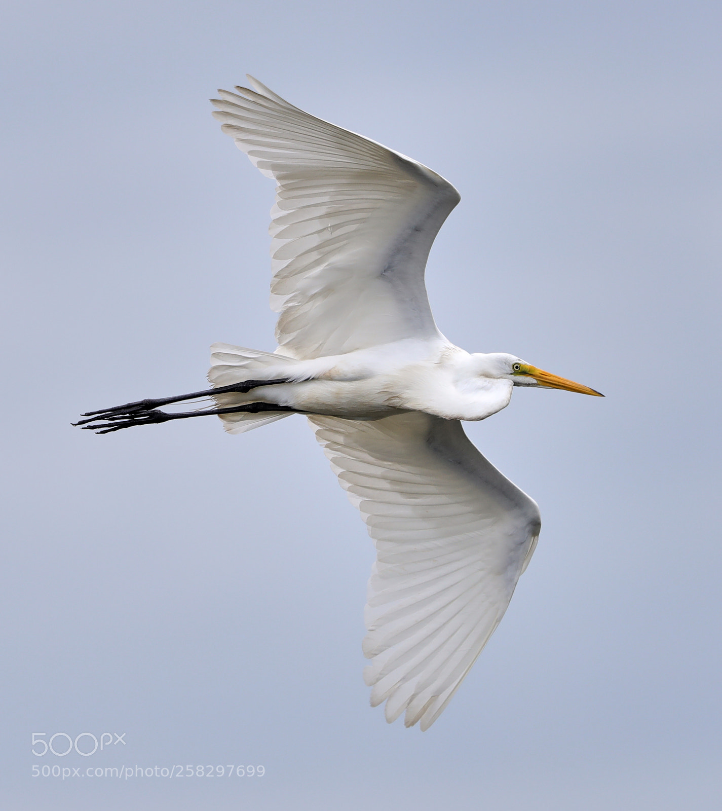 Canon EOS-1D X Mark II sample photo. 05-17-18-0018076.jpg photography