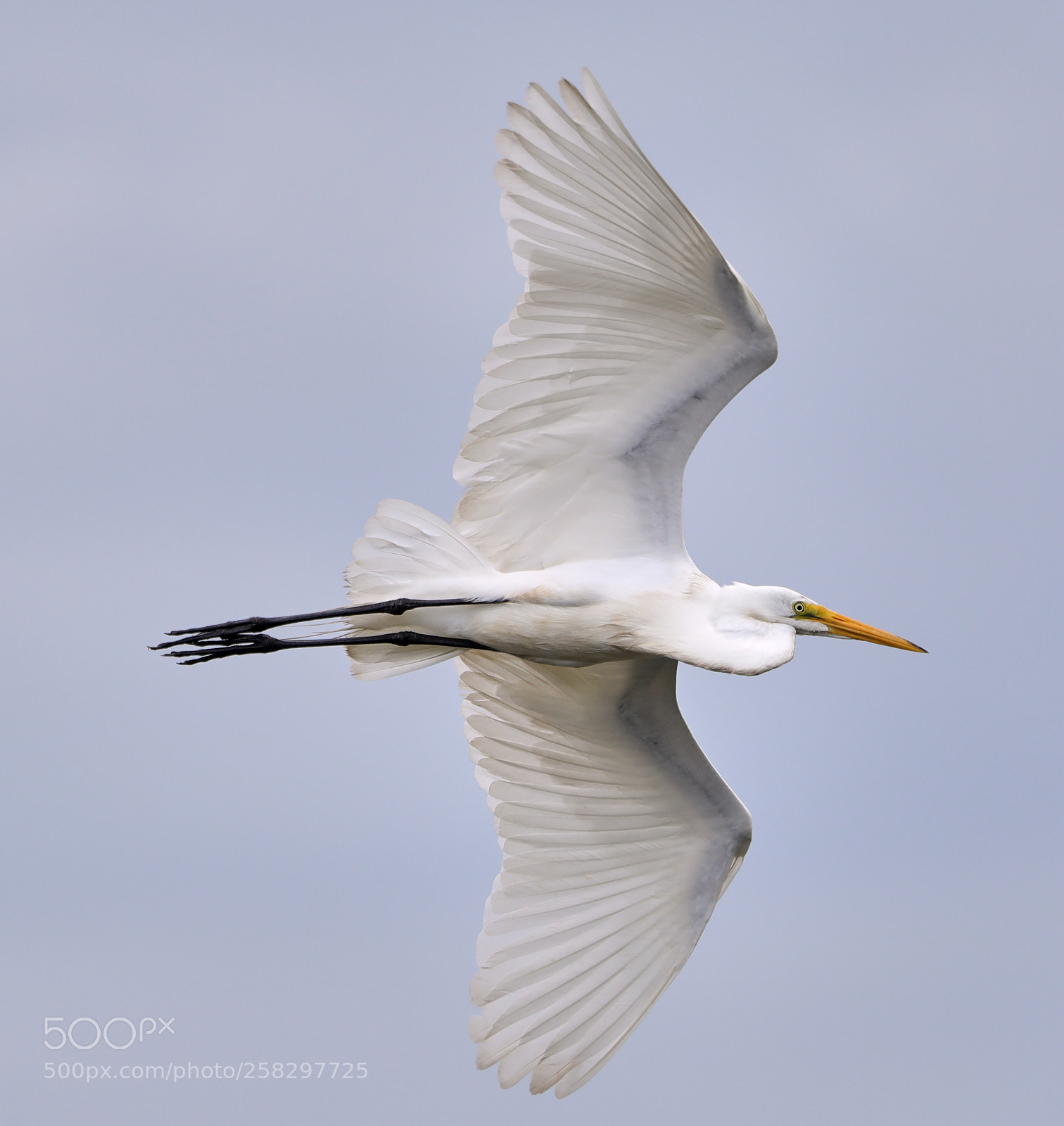 Canon EOS-1D X Mark II sample photo. 05-17-18-0018075.jpg photography