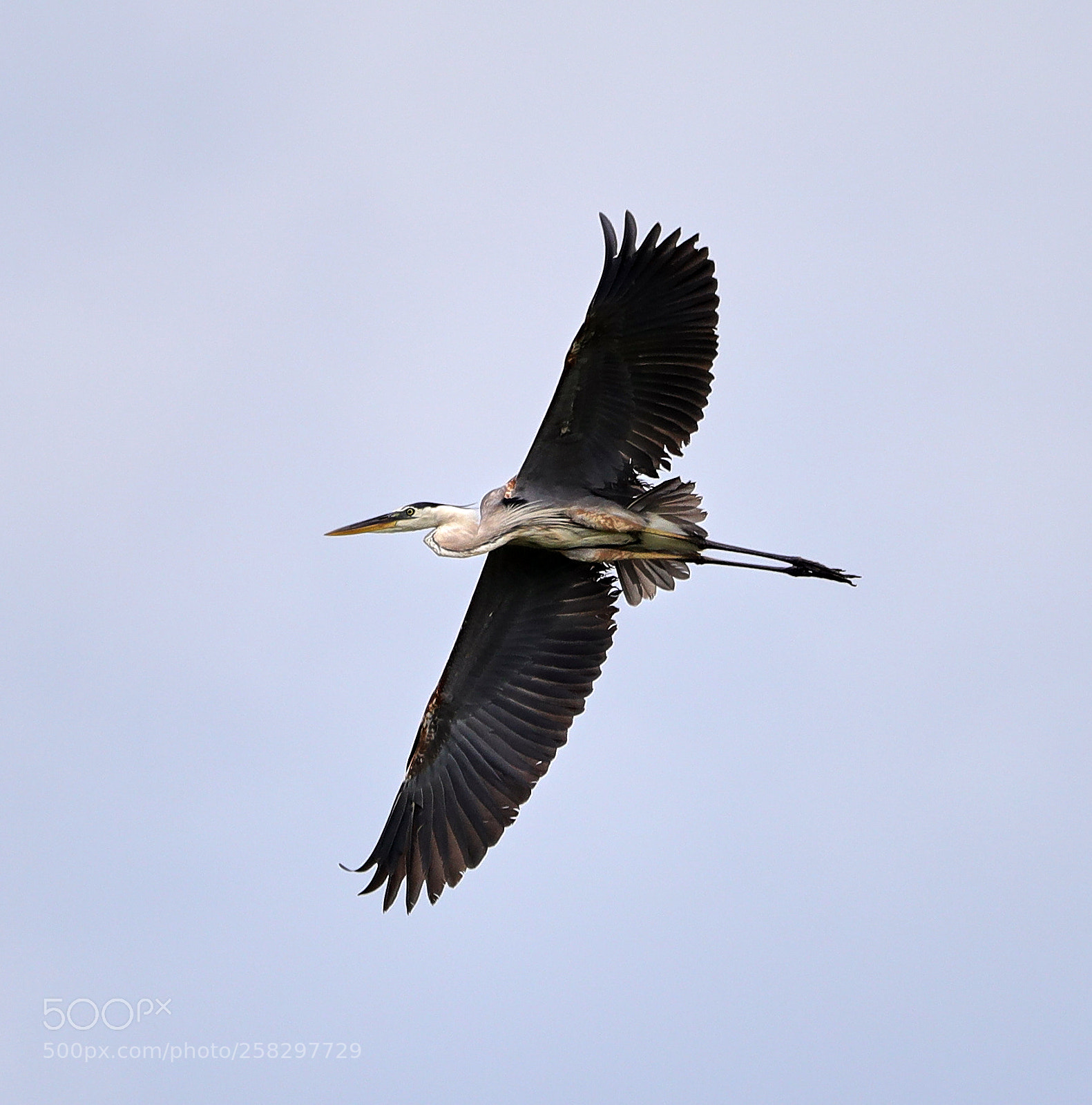 Canon EOS-1D X Mark II sample photo. 05-17-18-0018071.jpg photography