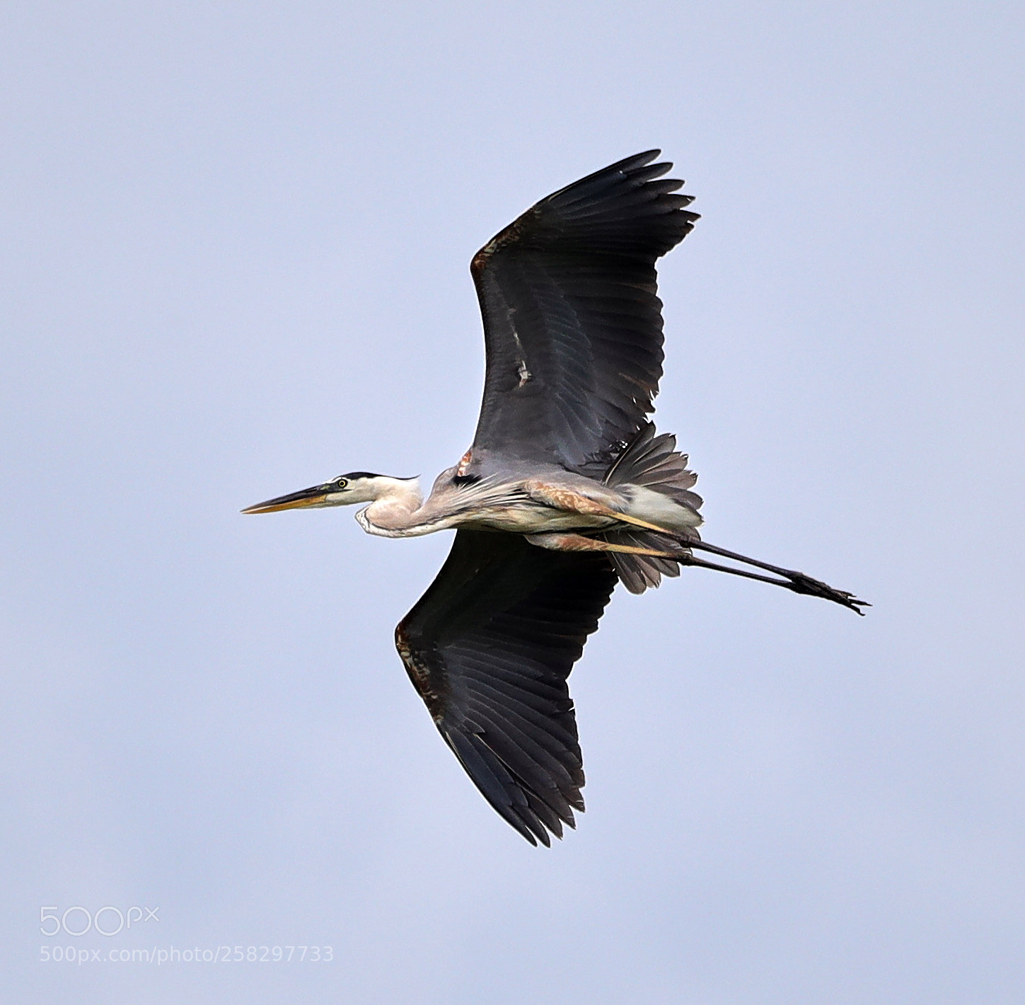 Canon EOS-1D X Mark II sample photo. 05-17-18-0018070.jpg photography