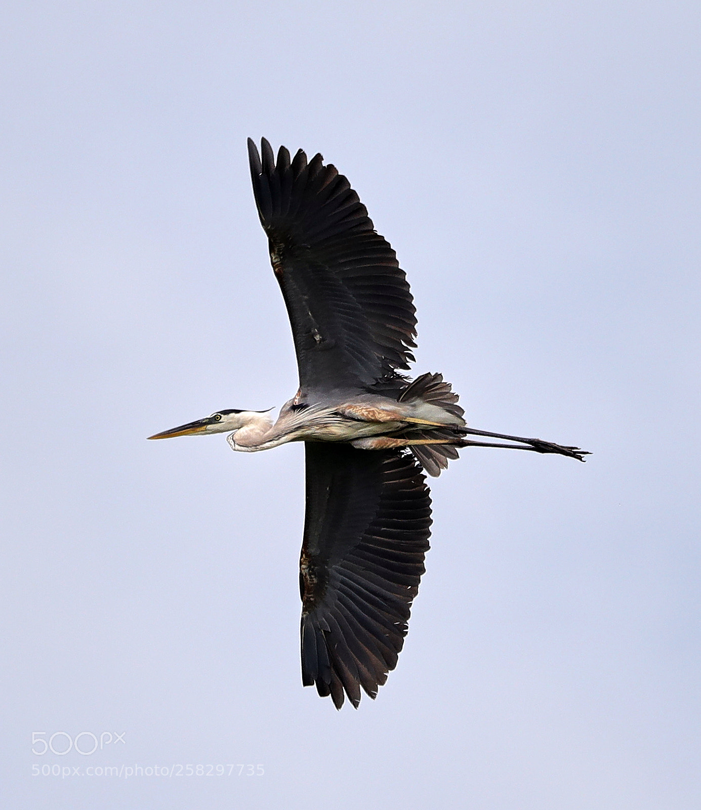 Canon EOS-1D X Mark II sample photo. 05-17-18-0018069.jpg photography