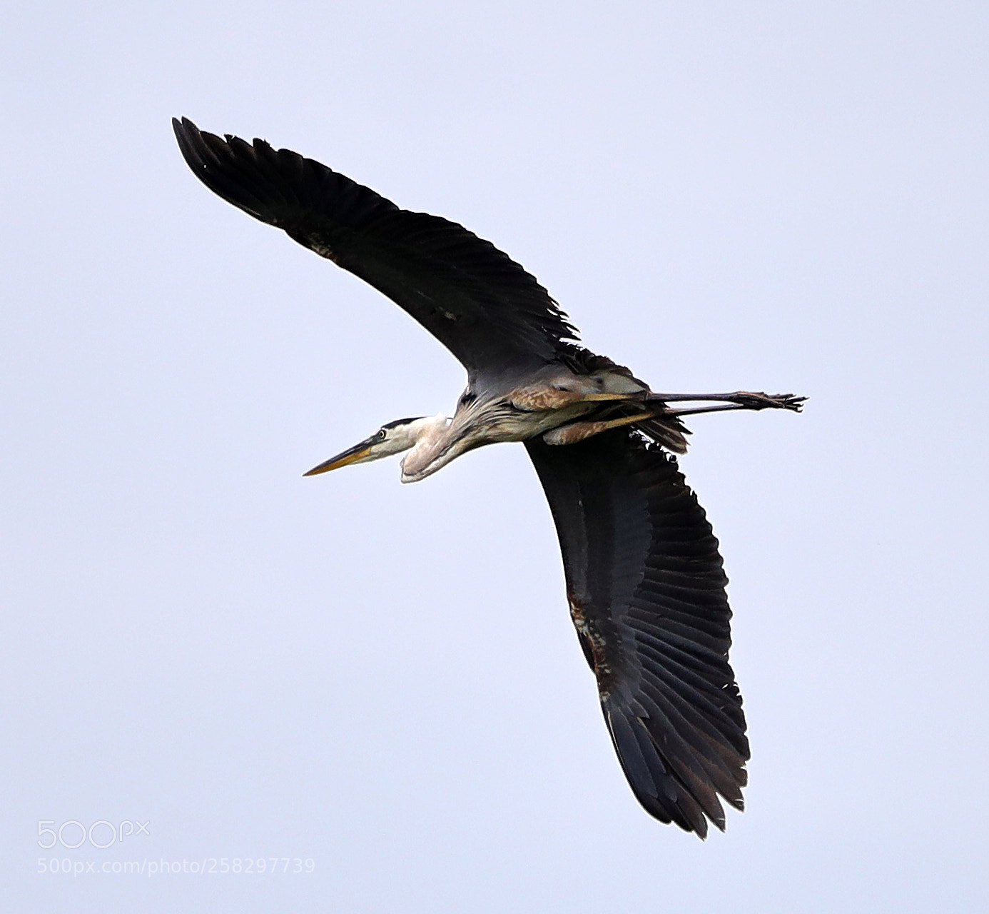 Canon EOS-1D X Mark II sample photo. 05-17-18-0018068.jpg photography