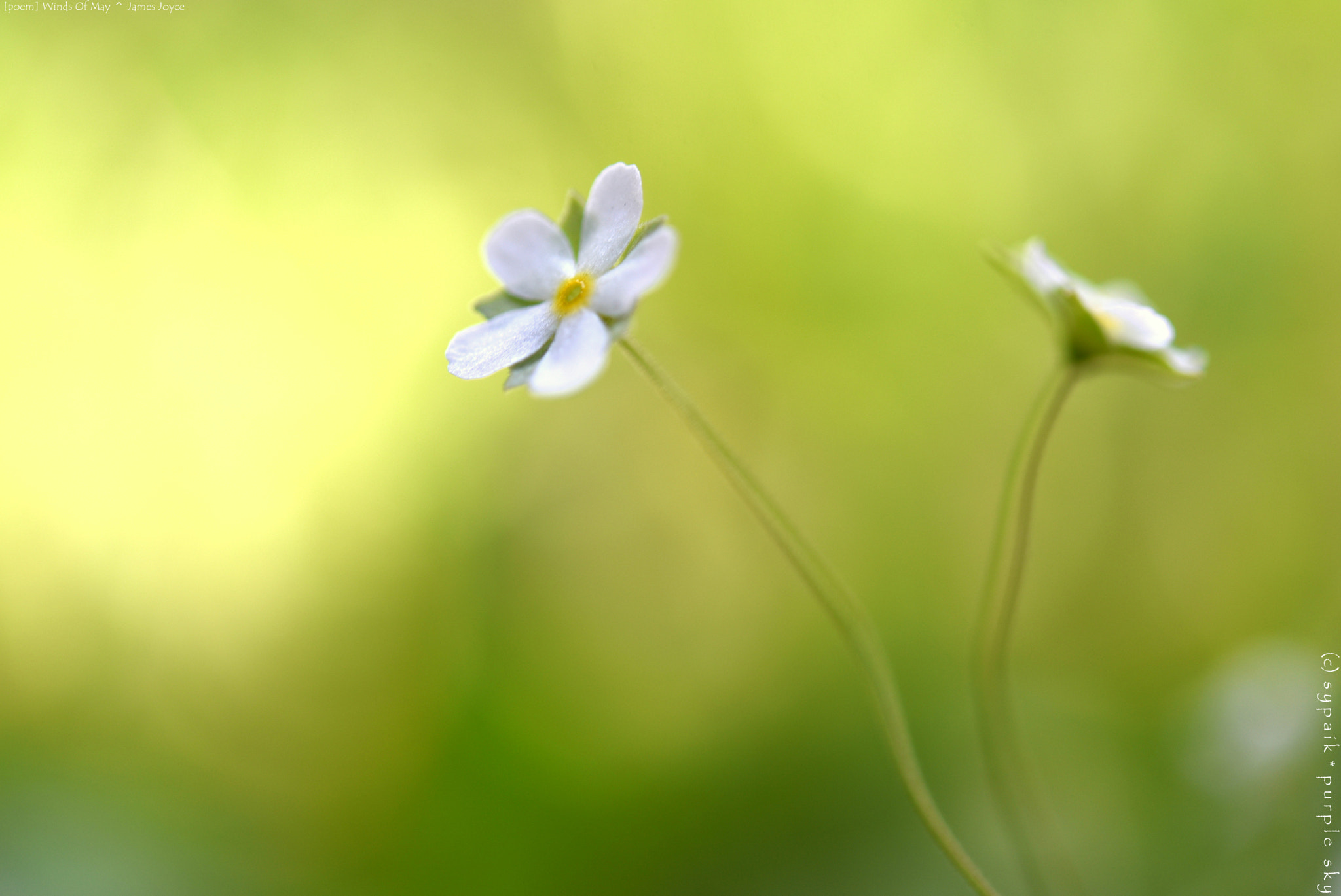 Nikon D750 + Nikon AF-S Micro-Nikkor 60mm F2.8G ED sample photo. Winds of may* photography