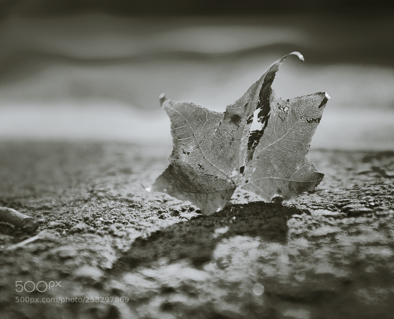 Pentax K-5 sample photo. A leaf photography