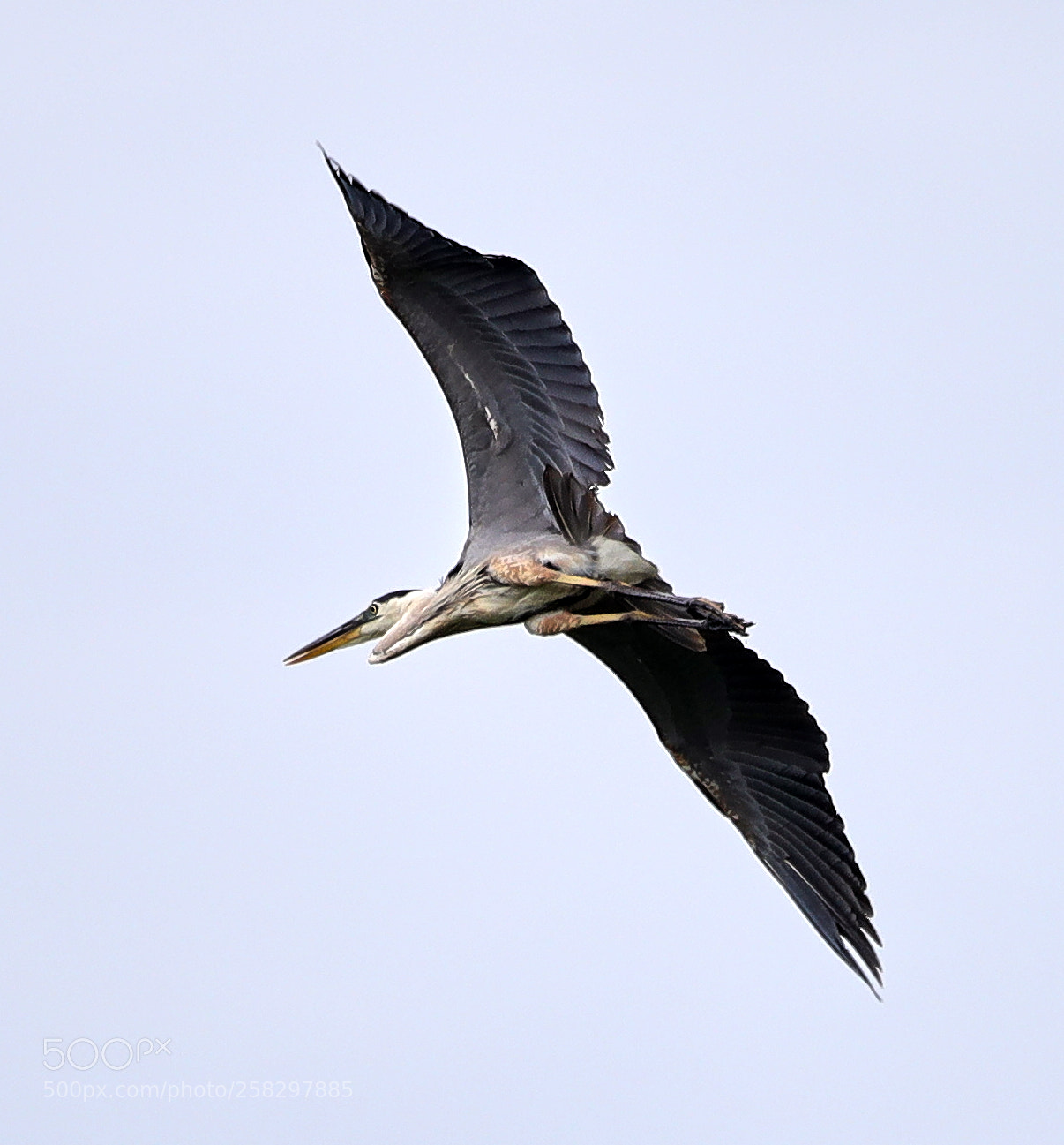 Canon EOS-1D X Mark II sample photo. 05-17-18-0018067.jpg photography