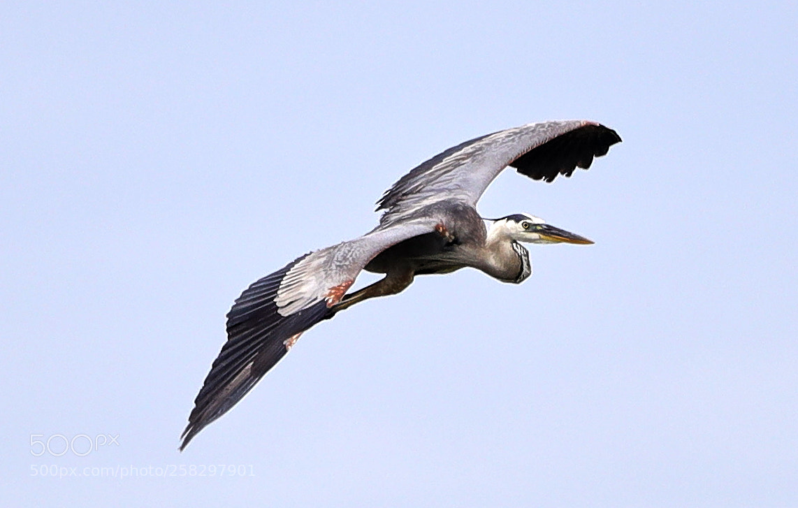Canon EOS-1D X Mark II sample photo. 05-17-18-0018065.jpg photography