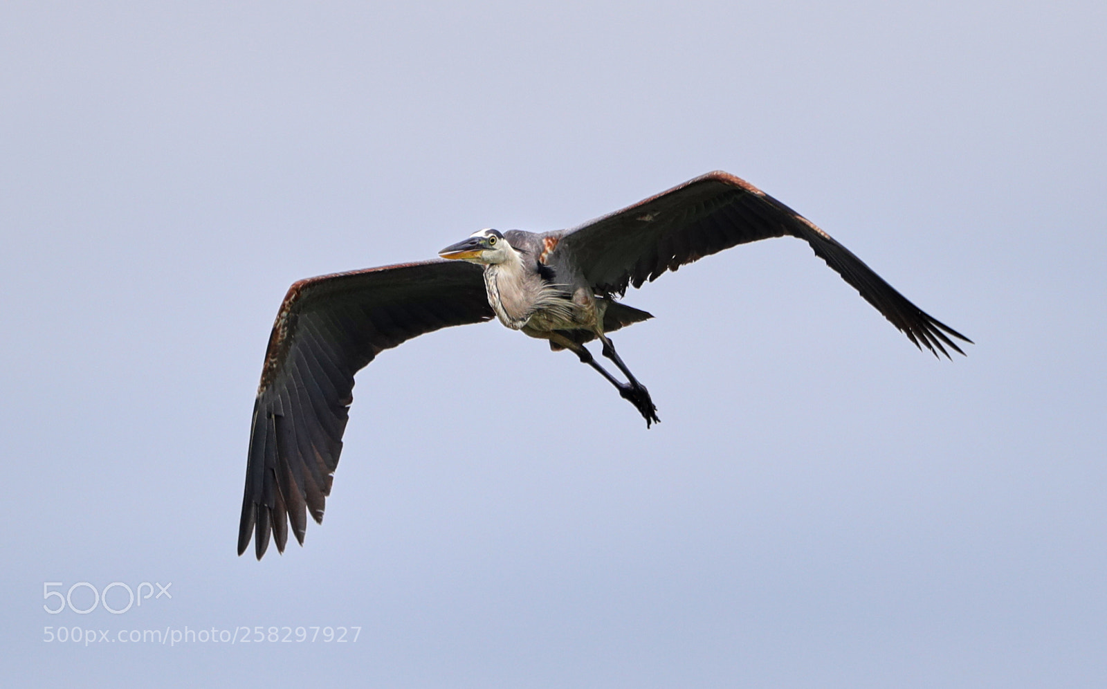 Canon EOS-1D X Mark II sample photo. 05-17-18-0018063.jpg photography