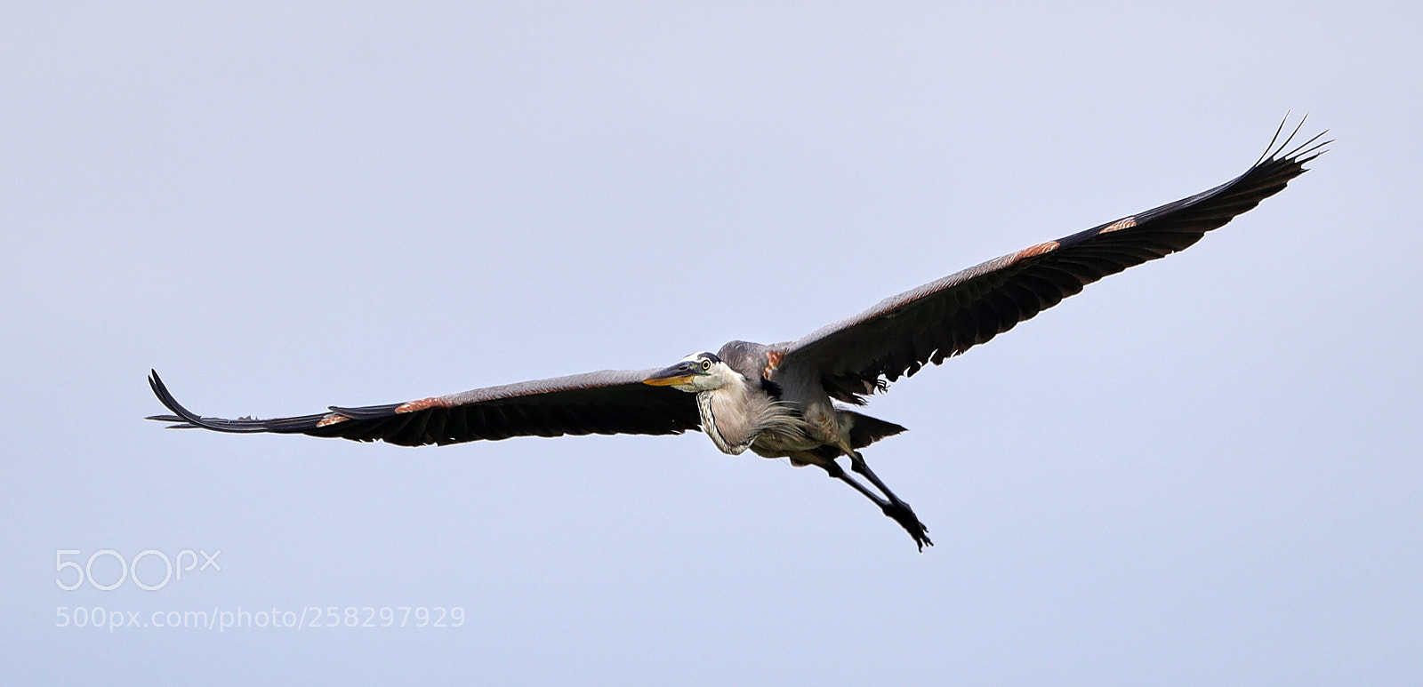 Canon EOS-1D X Mark II sample photo. 05-17-18-0018062.jpg photography