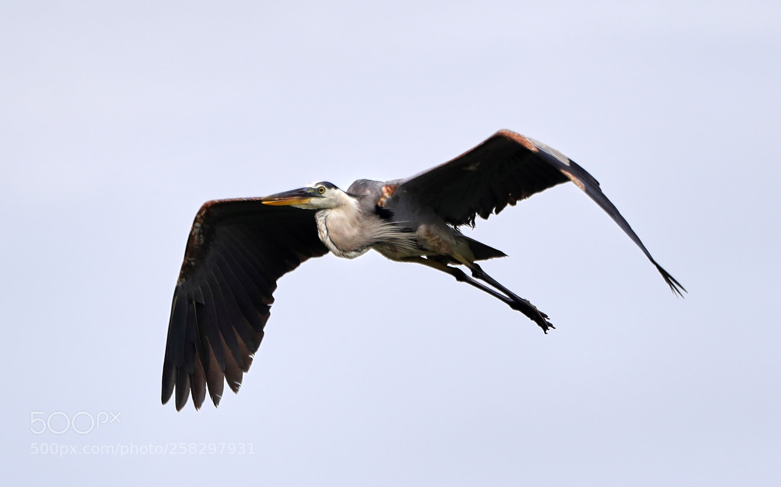 Canon EOS-1D X Mark II sample photo. 05-17-18-0018061.jpg photography