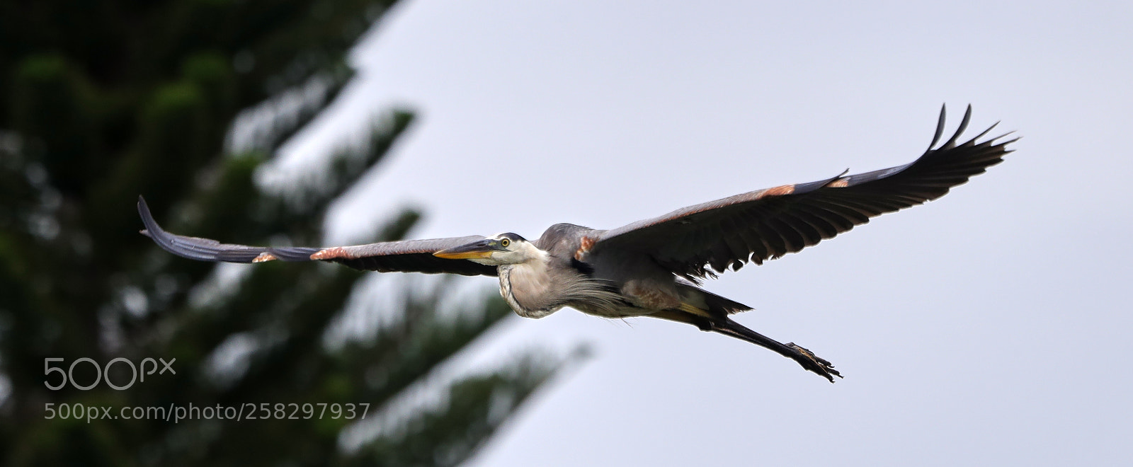 Canon EOS-1D X Mark II sample photo. 05-17-18-0018060.jpg photography