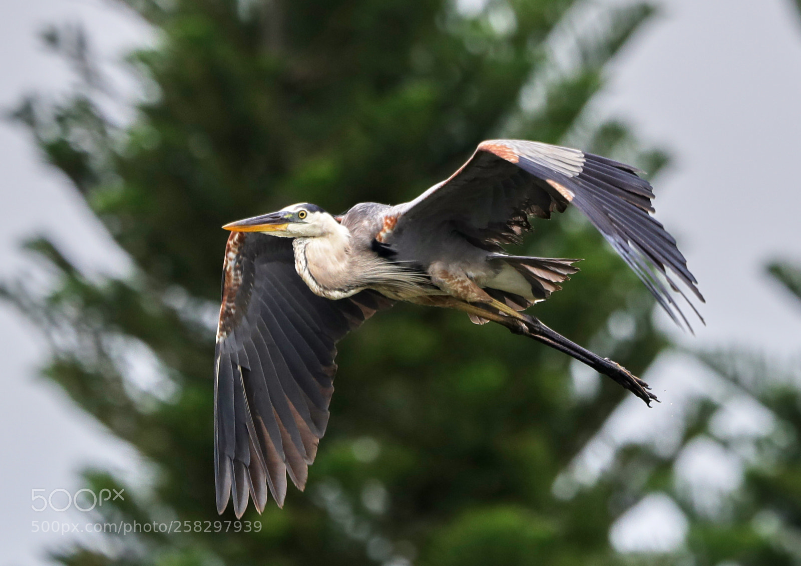 Canon EOS-1D X Mark II sample photo. 05-17-18-0018059.jpg photography