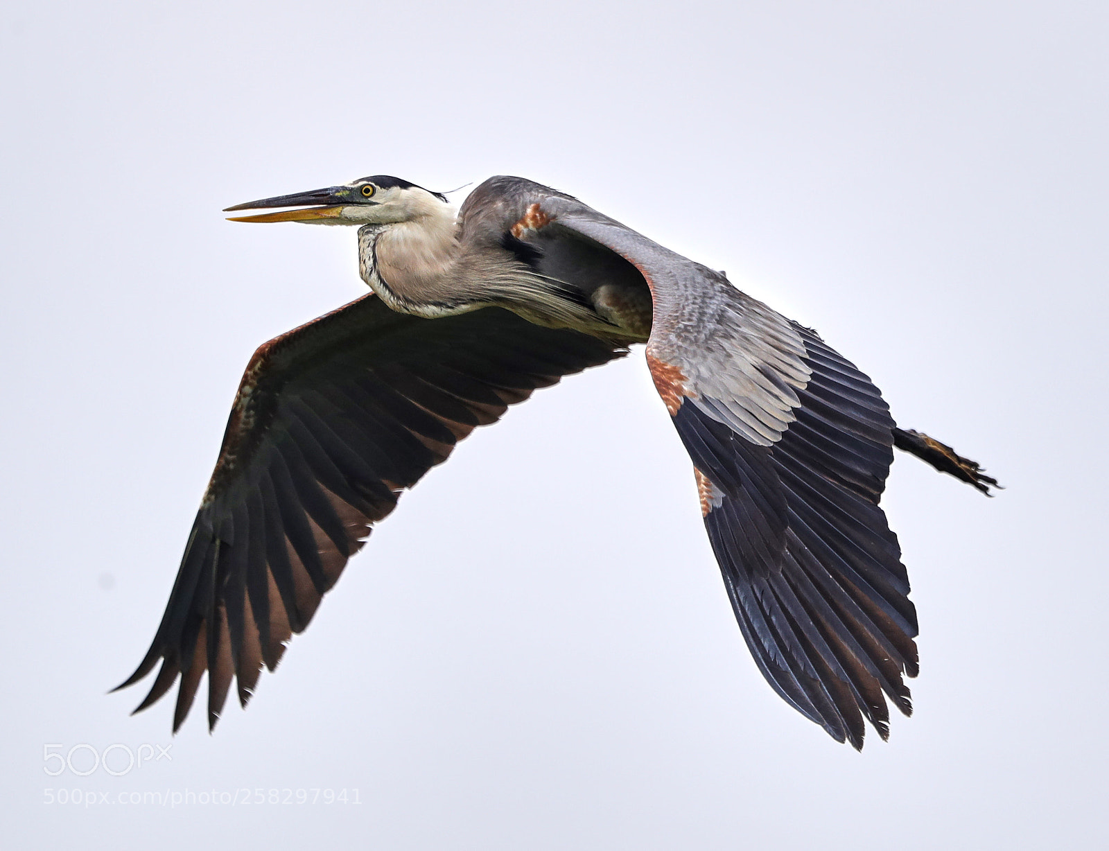 Canon EOS-1D X Mark II sample photo. 05-17-18-0018055.jpg photography