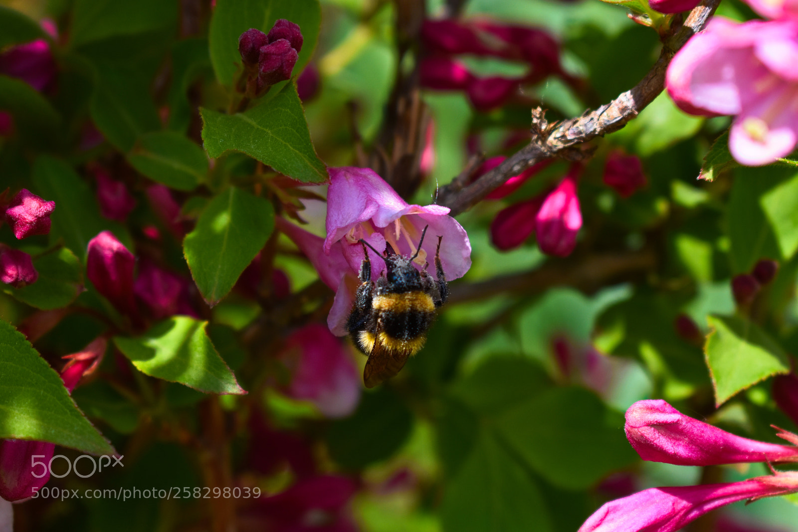 Nikon D3400 sample photo. Pollen. photography