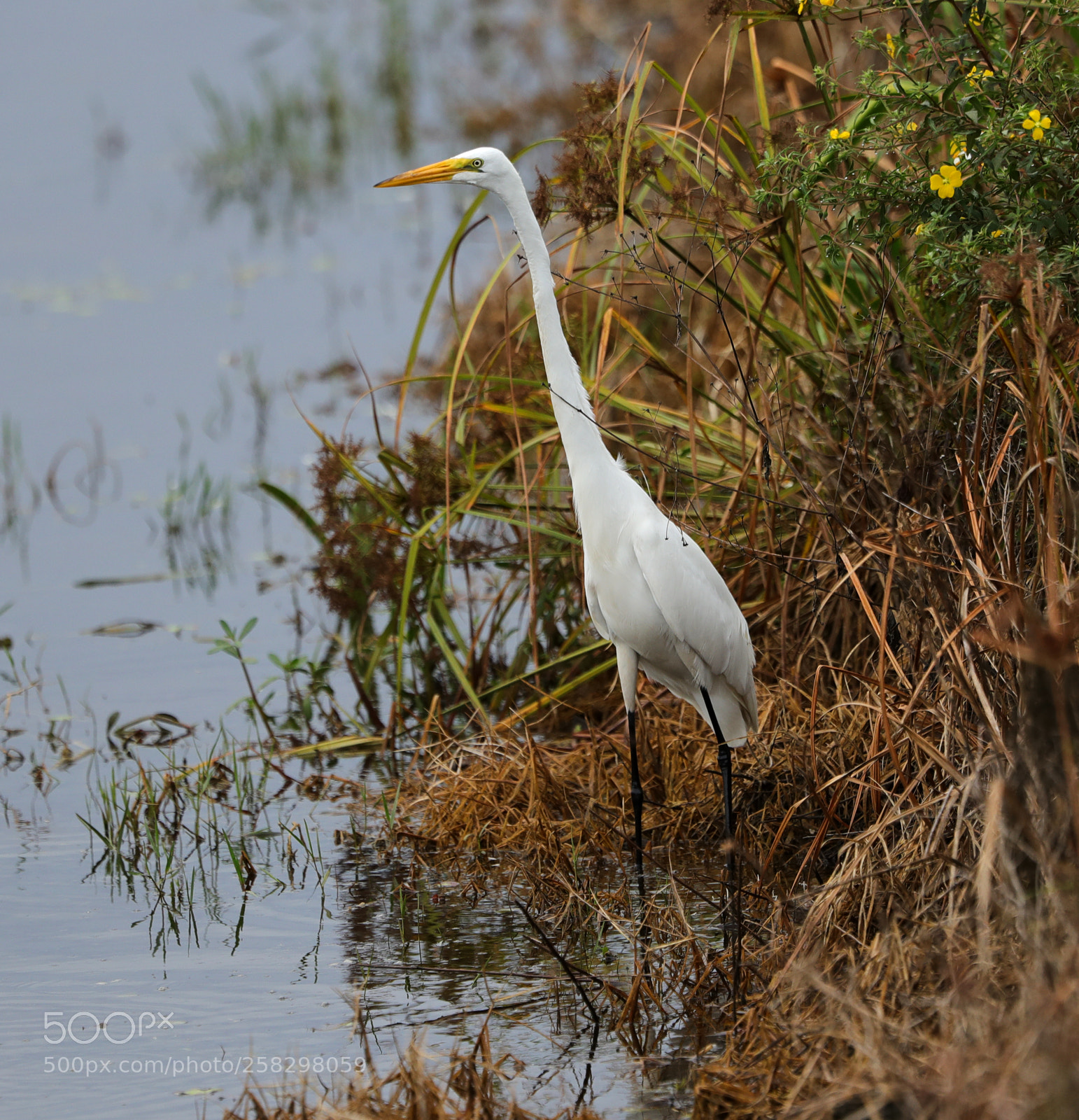Canon EOS-1D X Mark II sample photo. 05-17-18-0018054.jpg photography