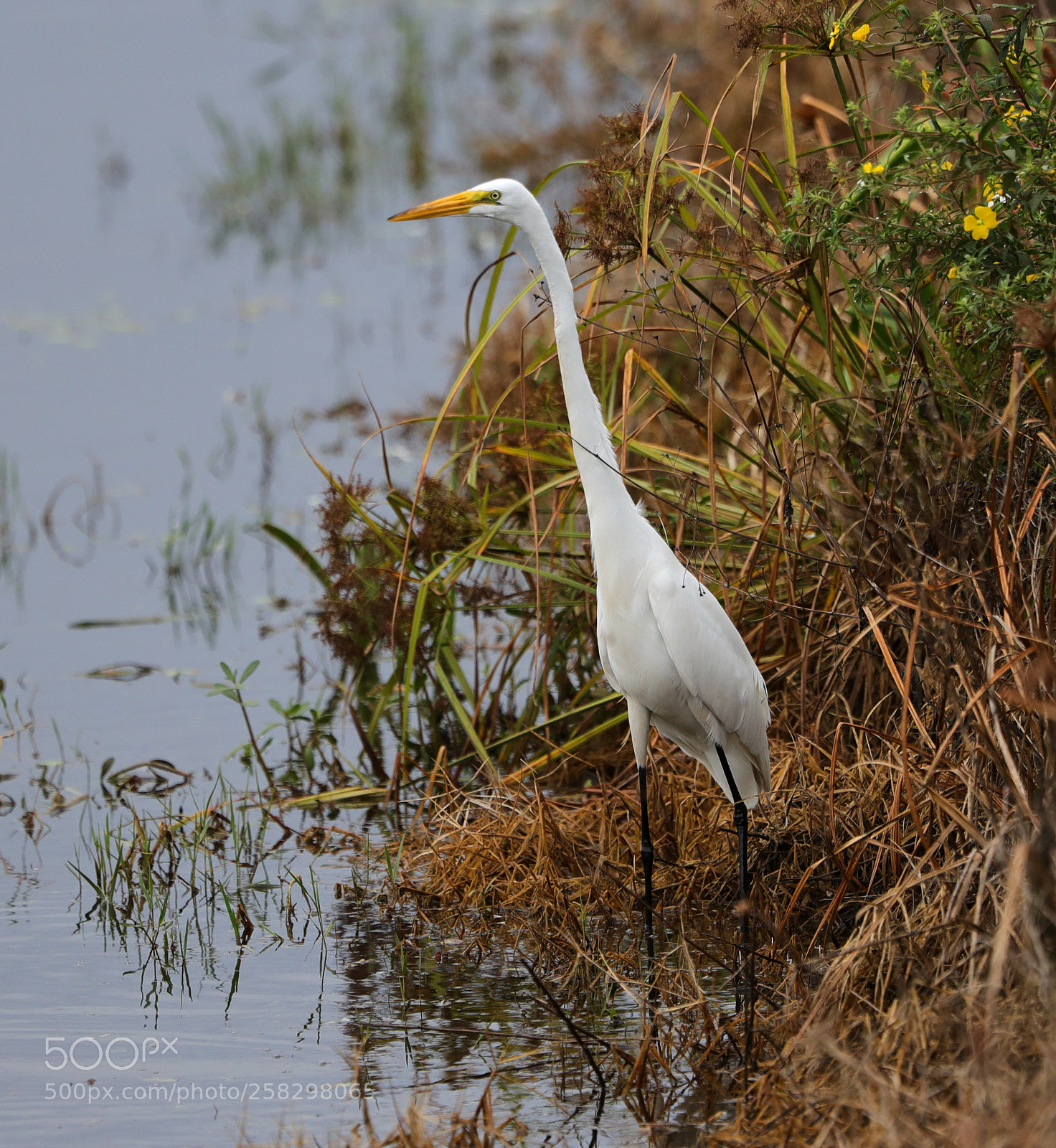 Canon EOS-1D X Mark II sample photo. 05-17-18-0018053.jpg photography