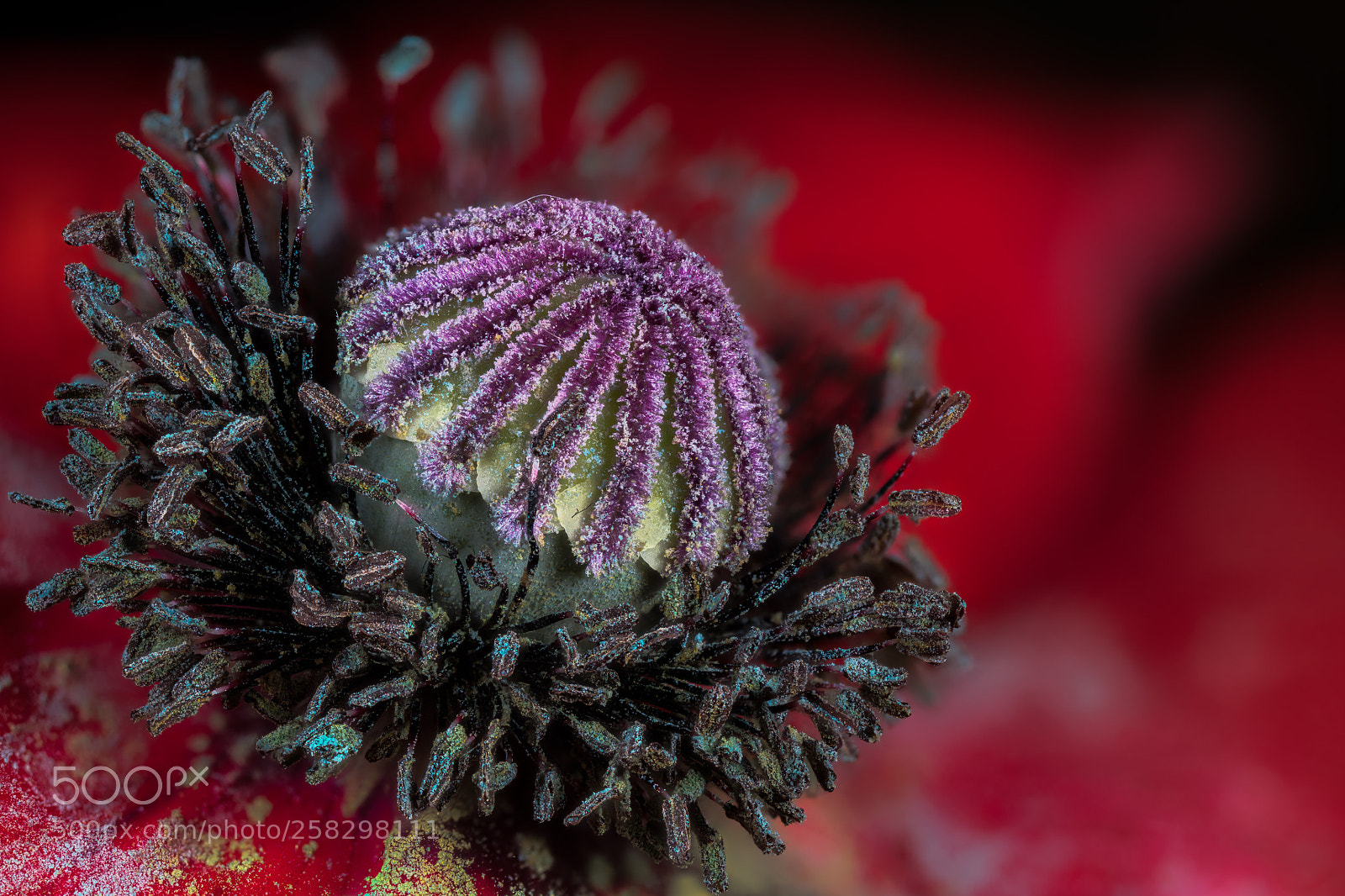 Canon EOS 5DS R sample photo. Papaver rhoeas photography