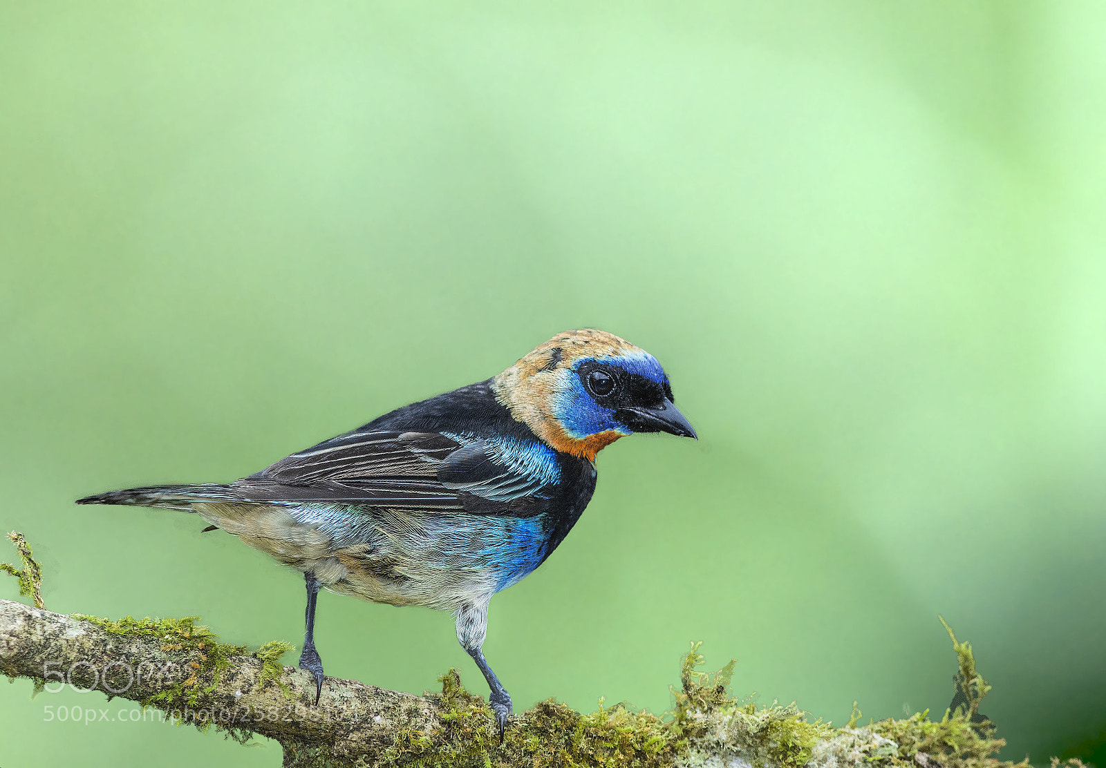 Nikon D500 sample photo. Golden hooded tanager photography
