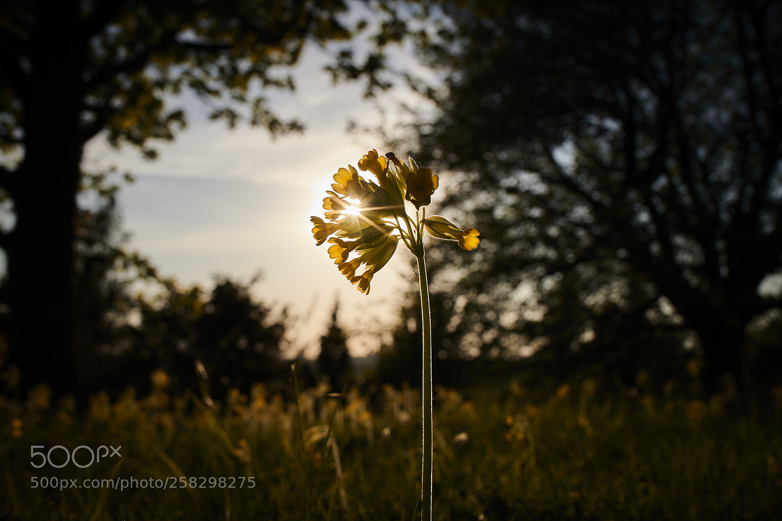 Nikon D850 sample photo. Evening star photography