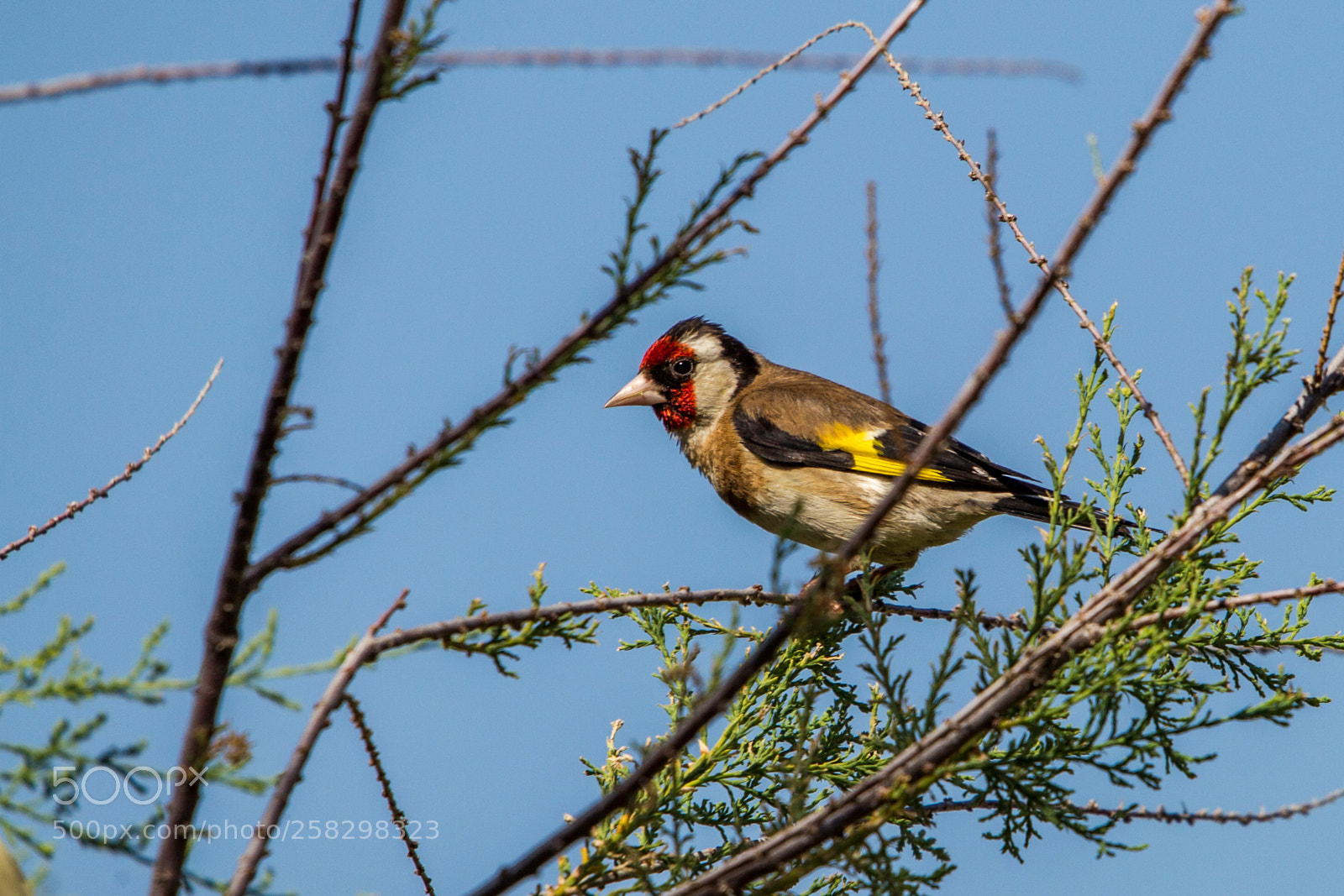 Canon EOS-1D Mark IV sample photo. Red yellow photography