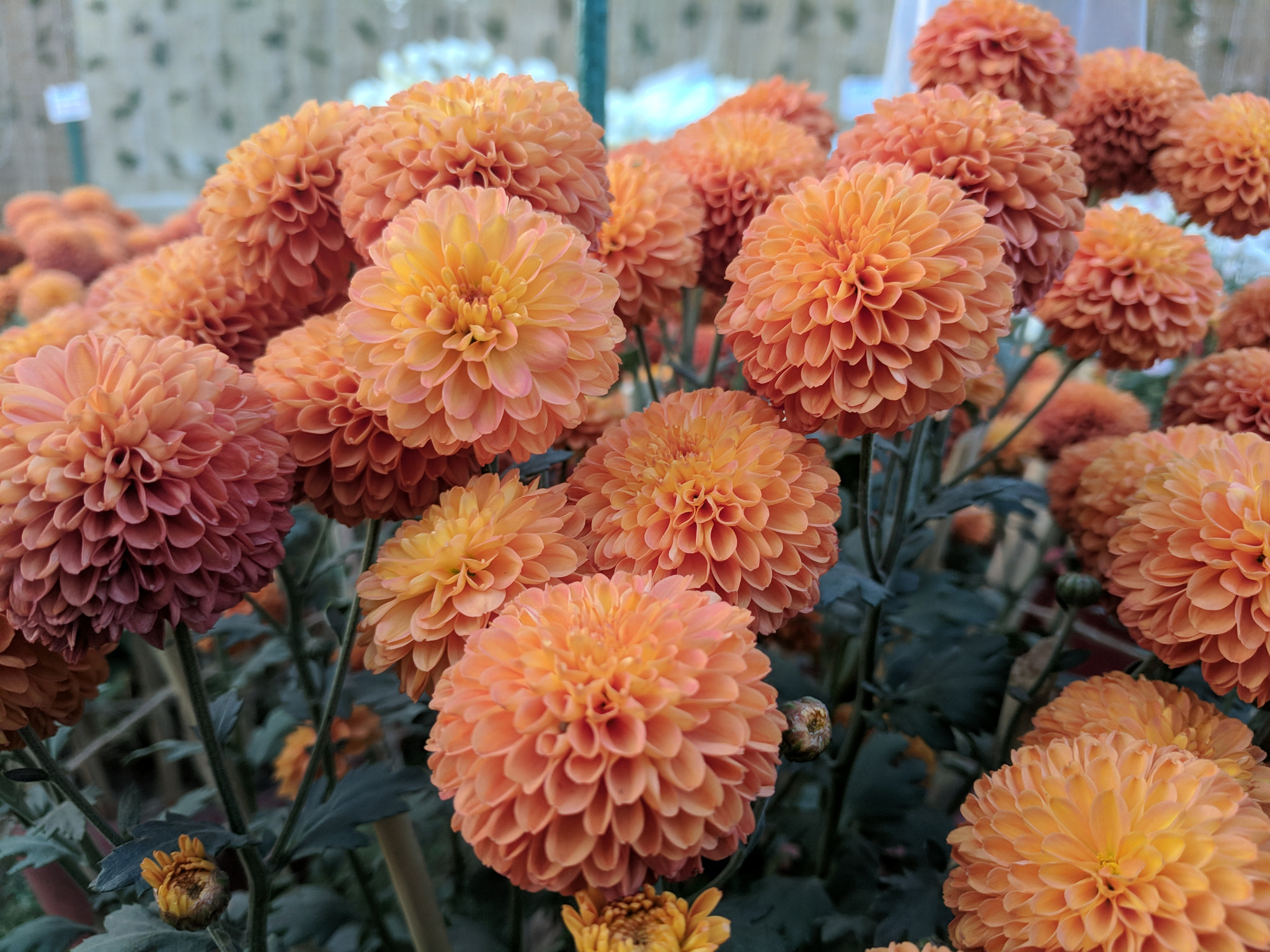 Google Pixel XL sample photo