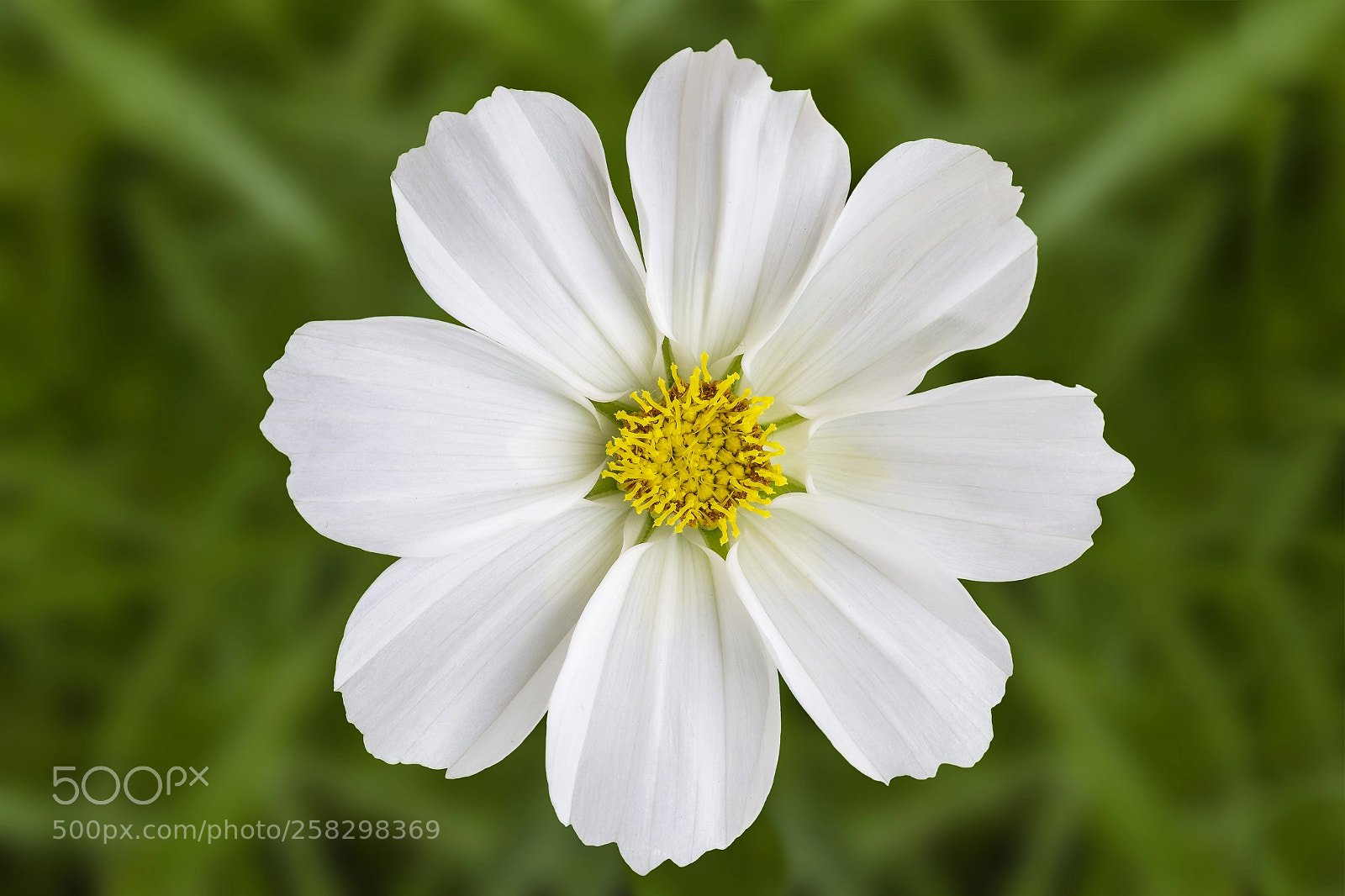 Canon EOS 6D sample photo. Flo 4 photography