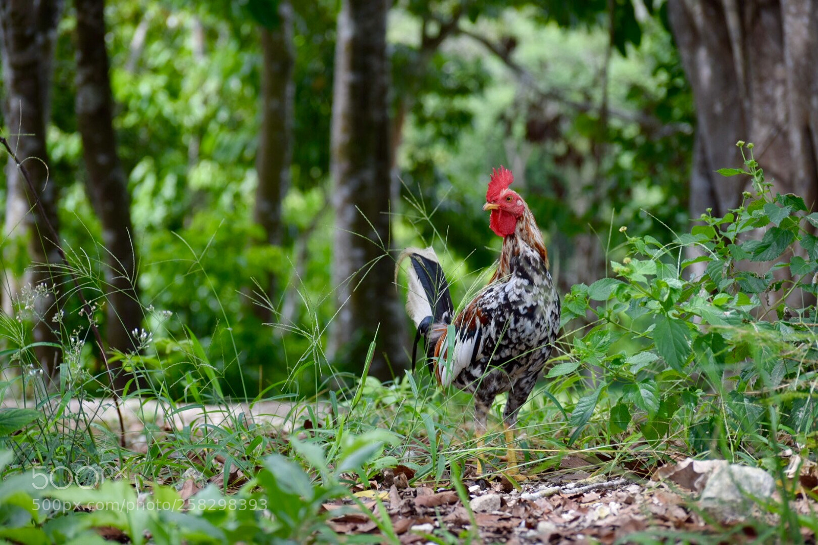 Nikon D3300 sample photo. Farm life photography