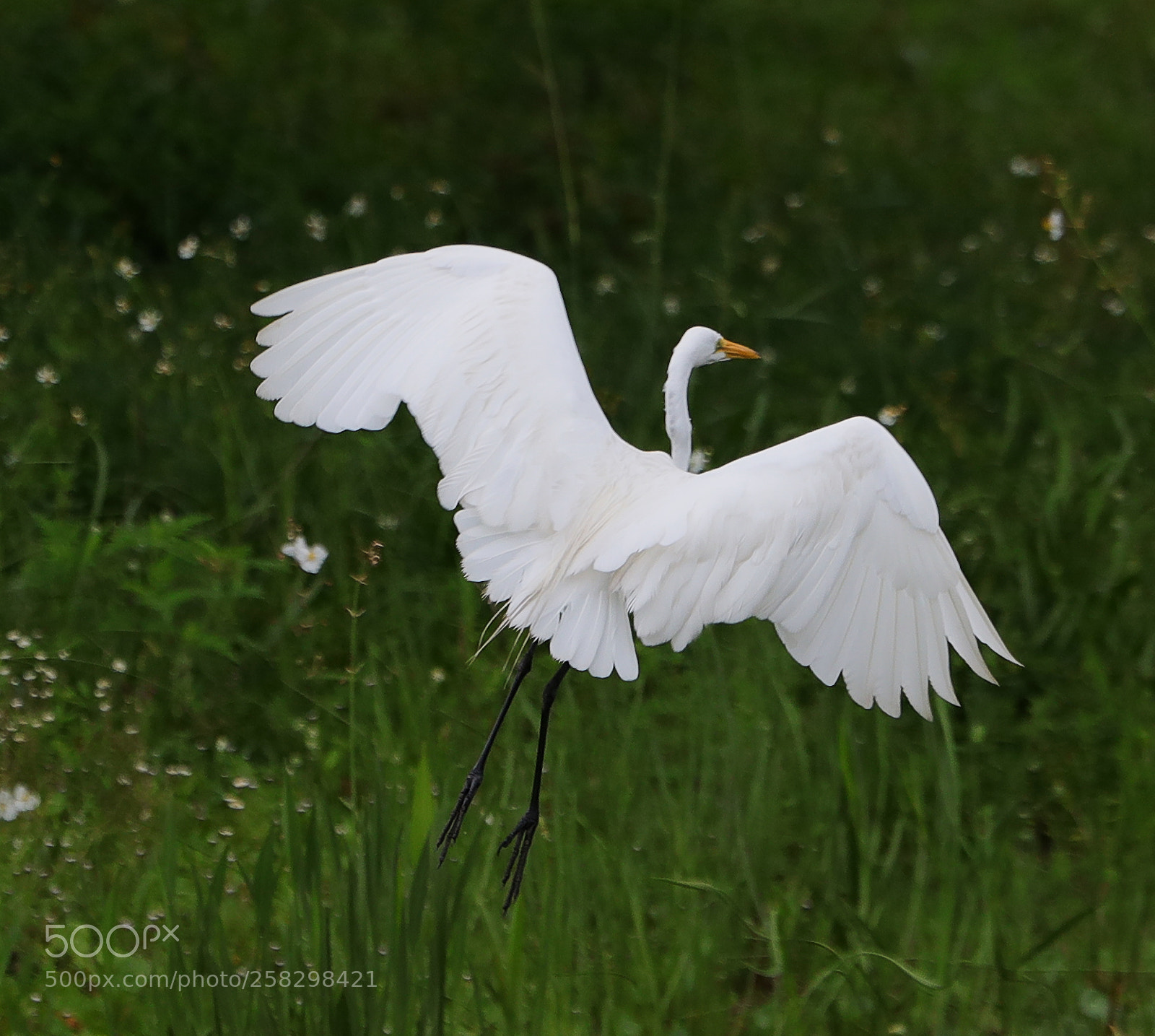 Canon EOS-1D X Mark II sample photo. 05-17-18-0018046.jpg photography