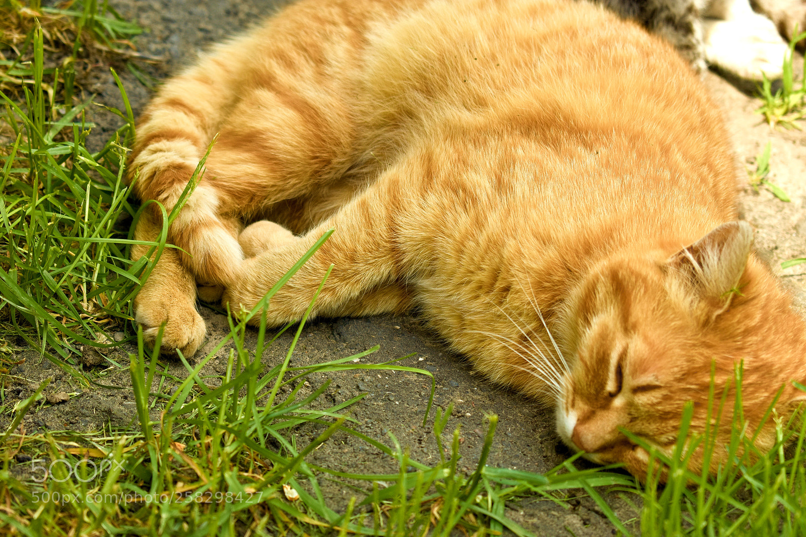 Nikon D3400 sample photo. The cat is sleeping photography