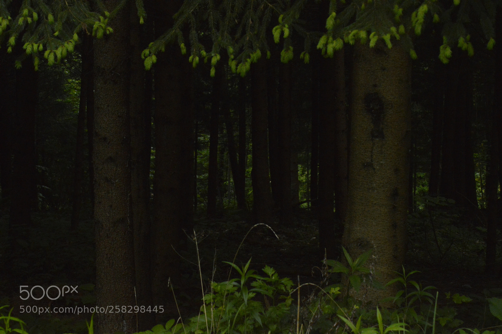 Nikon D3200 sample photo. Dark forest photography