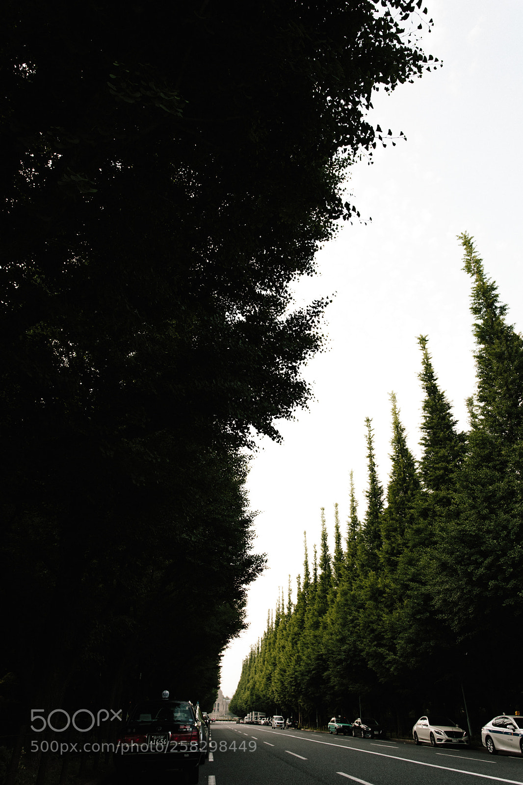 Canon EOS 5D Mark IV sample photo. The lines photography
