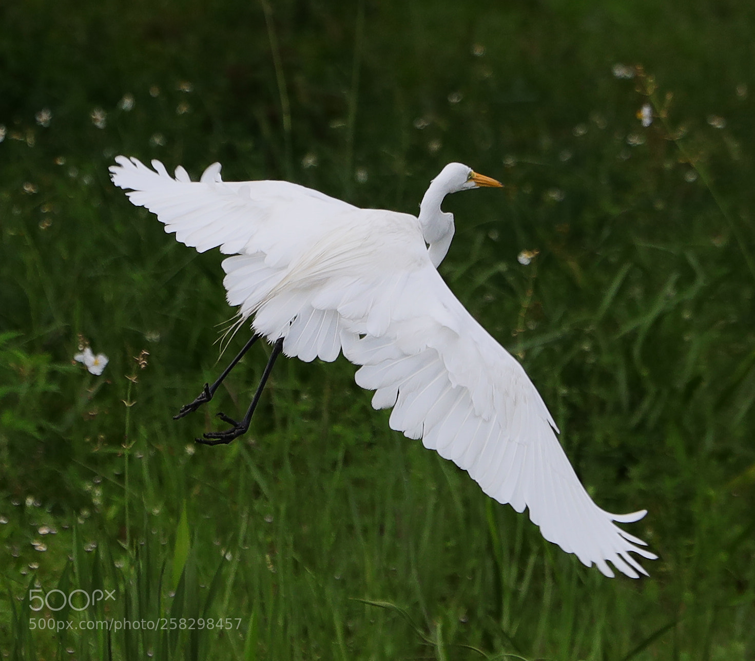 Canon EOS-1D X Mark II sample photo. 05-17-18-0018045.jpg photography