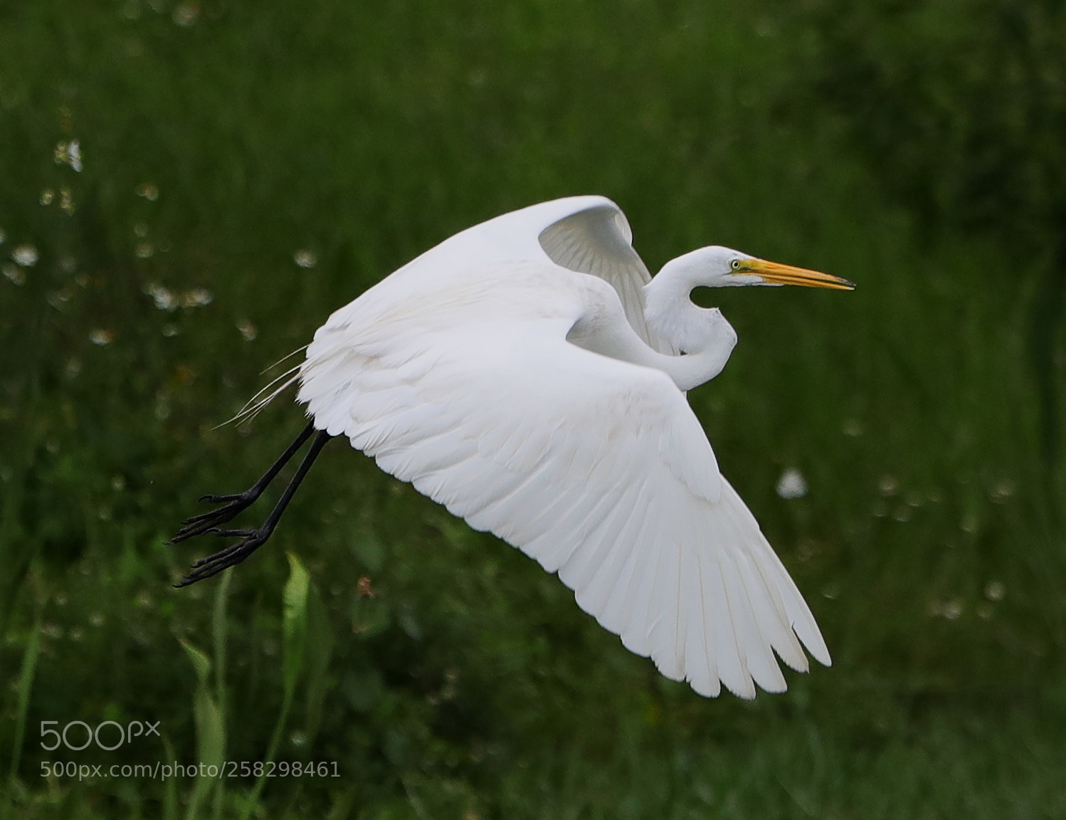 Canon EOS-1D X Mark II sample photo. 05-17-18-0018042.jpg photography