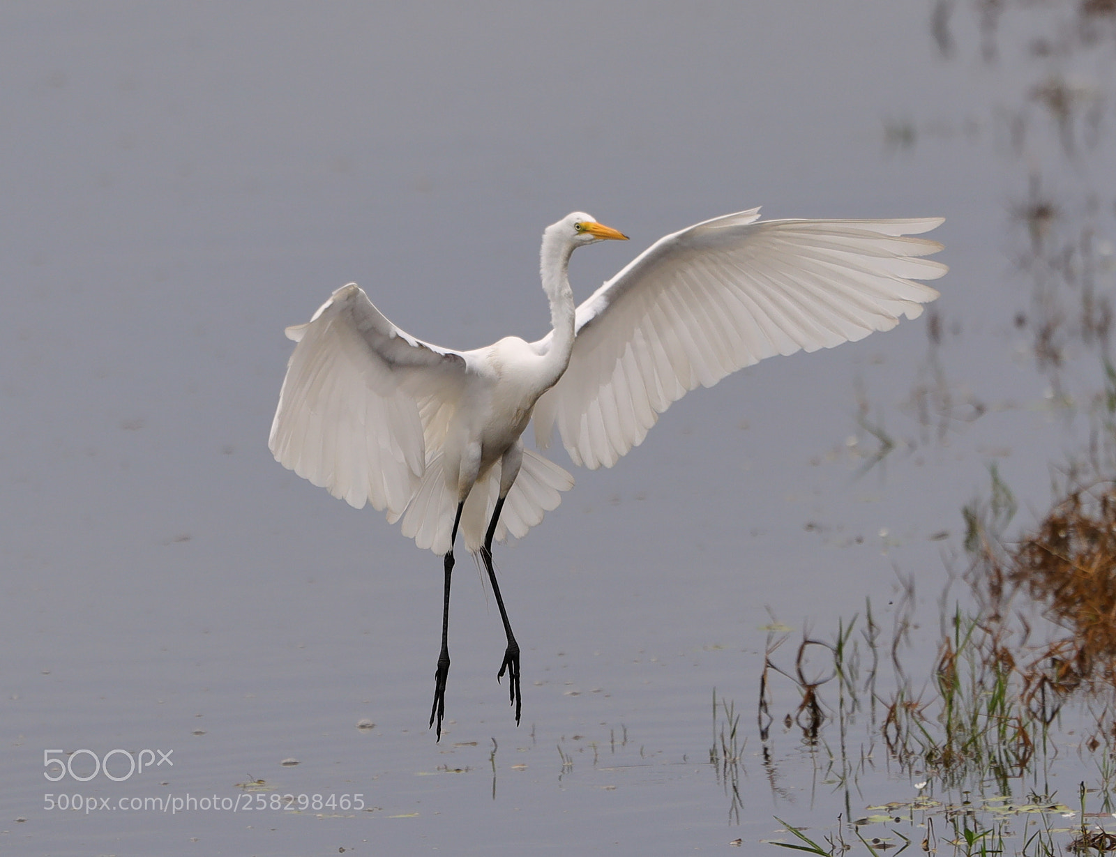 Canon EOS-1D X Mark II sample photo. 05-17-18-0018034.jpg photography