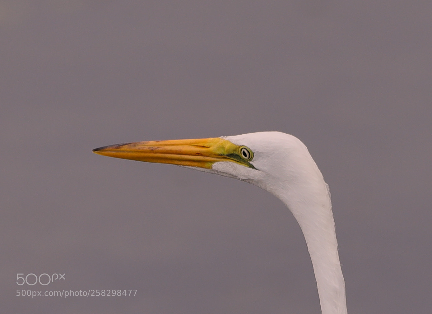 Canon EOS-1D X Mark II sample photo. 05-17-18-0018029.jpg photography