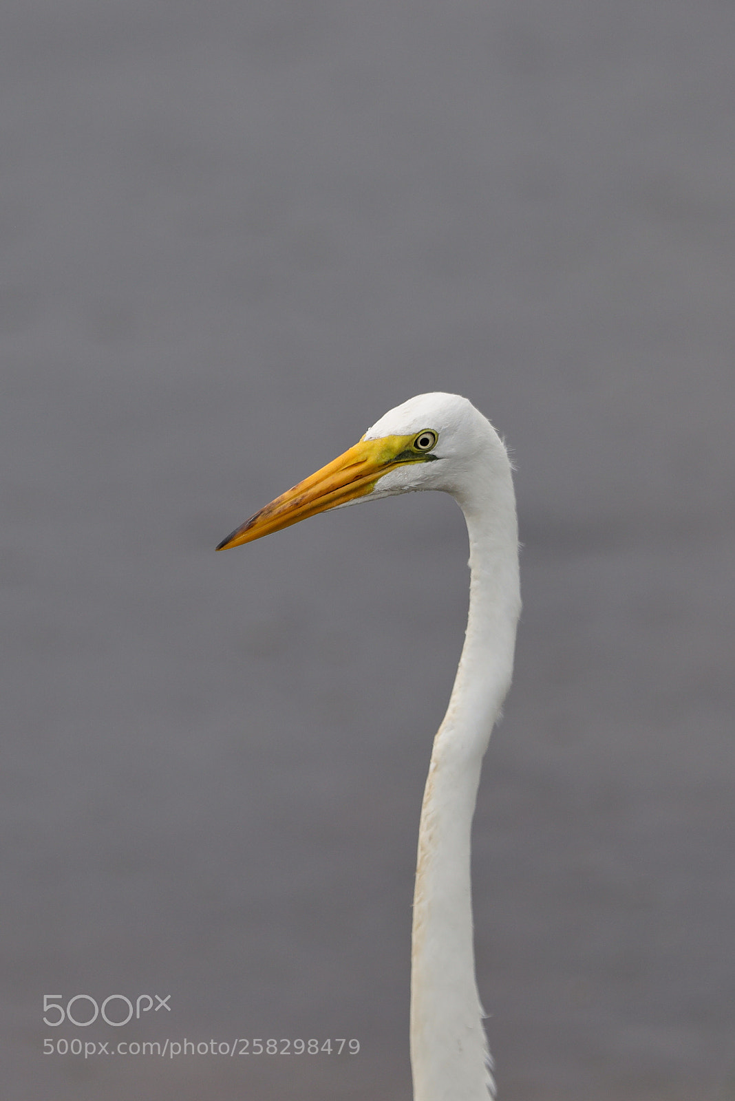 Canon EOS-1D X Mark II sample photo. 05-17-18-0018022.jpg photography