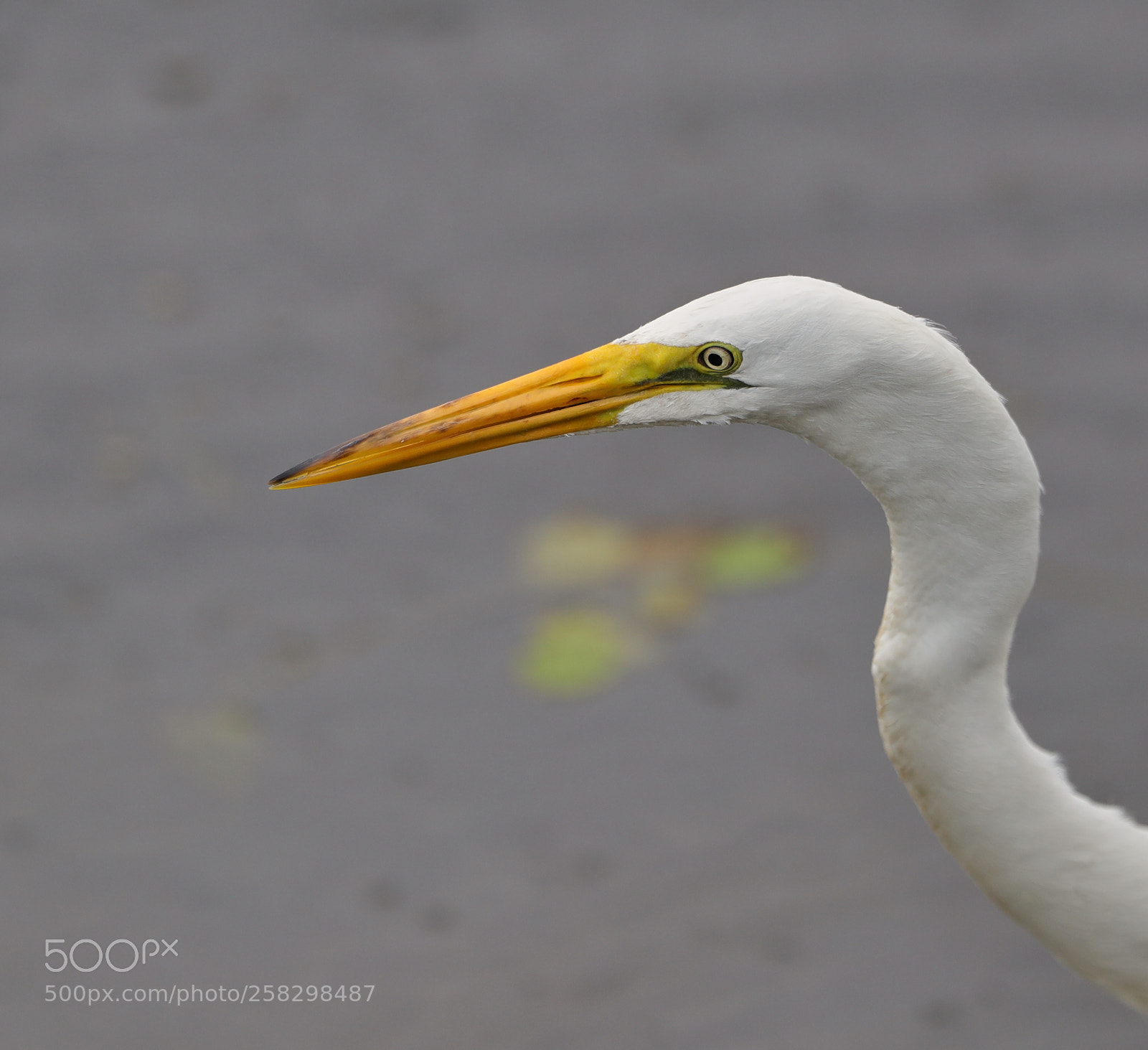 Canon EOS-1D X Mark II sample photo. 05-17-18-0018020.jpg photography