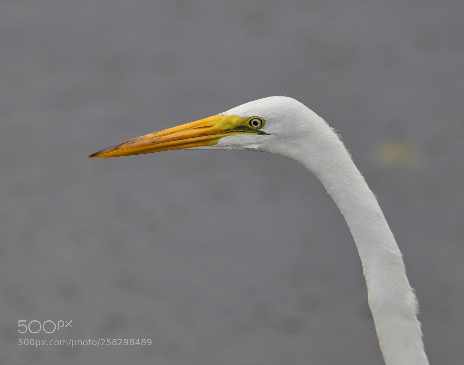 Canon EOS-1D X Mark II sample photo. 05-17-18-0018019.jpg photography