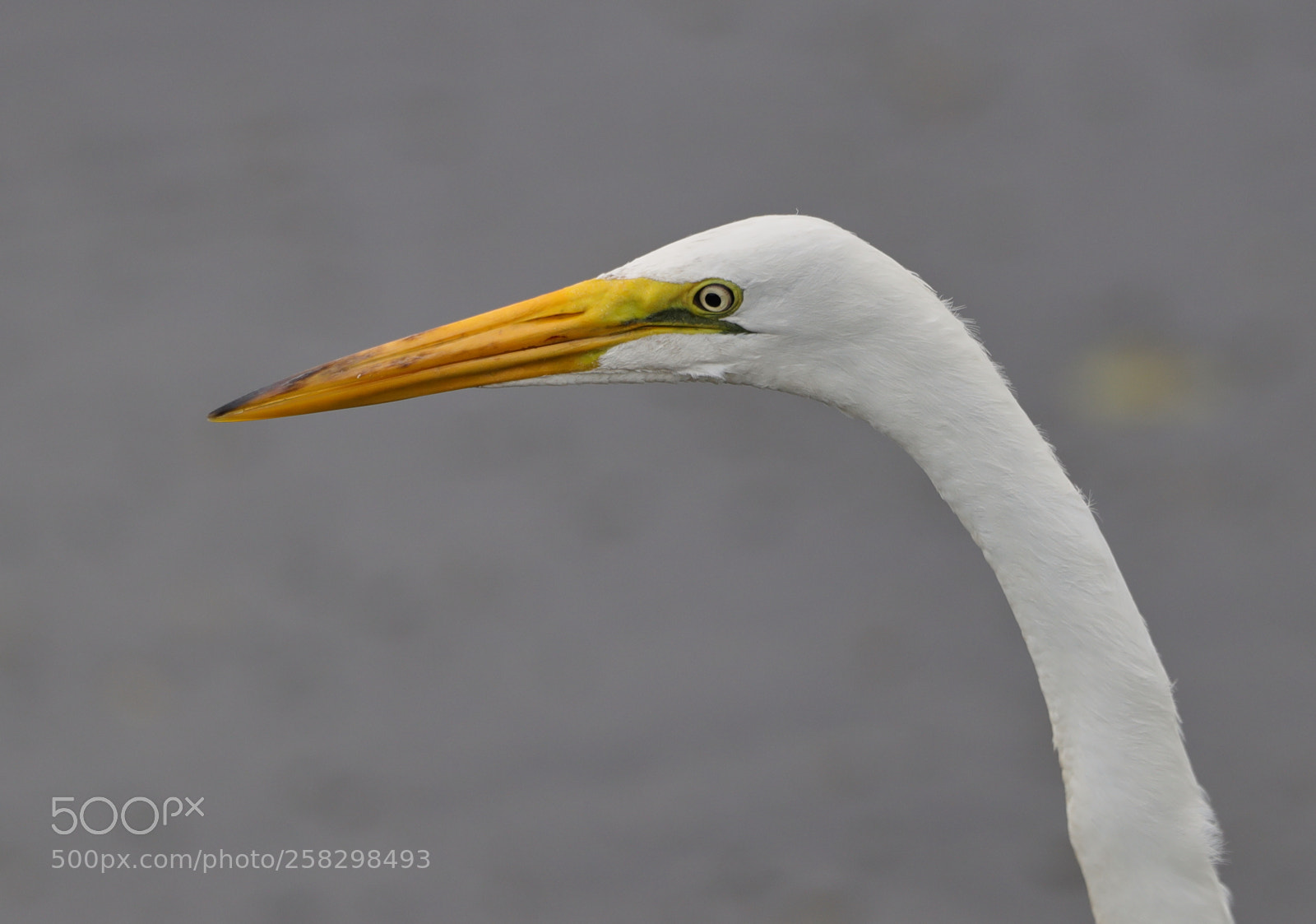 Canon EOS-1D X Mark II sample photo. 05-17-18-0018018.jpg photography