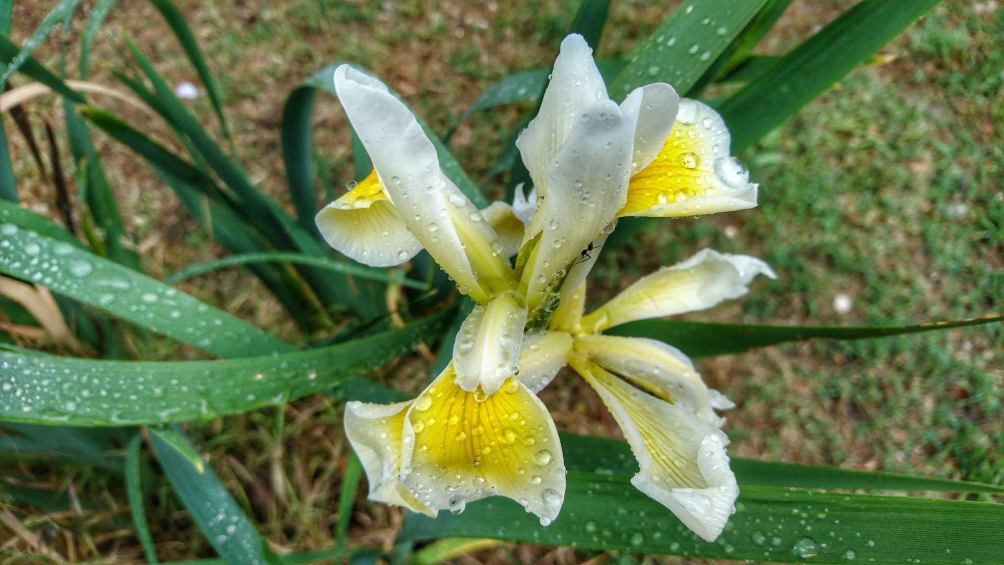 Sony Xperia X Compact sample photo. After the rain photography
