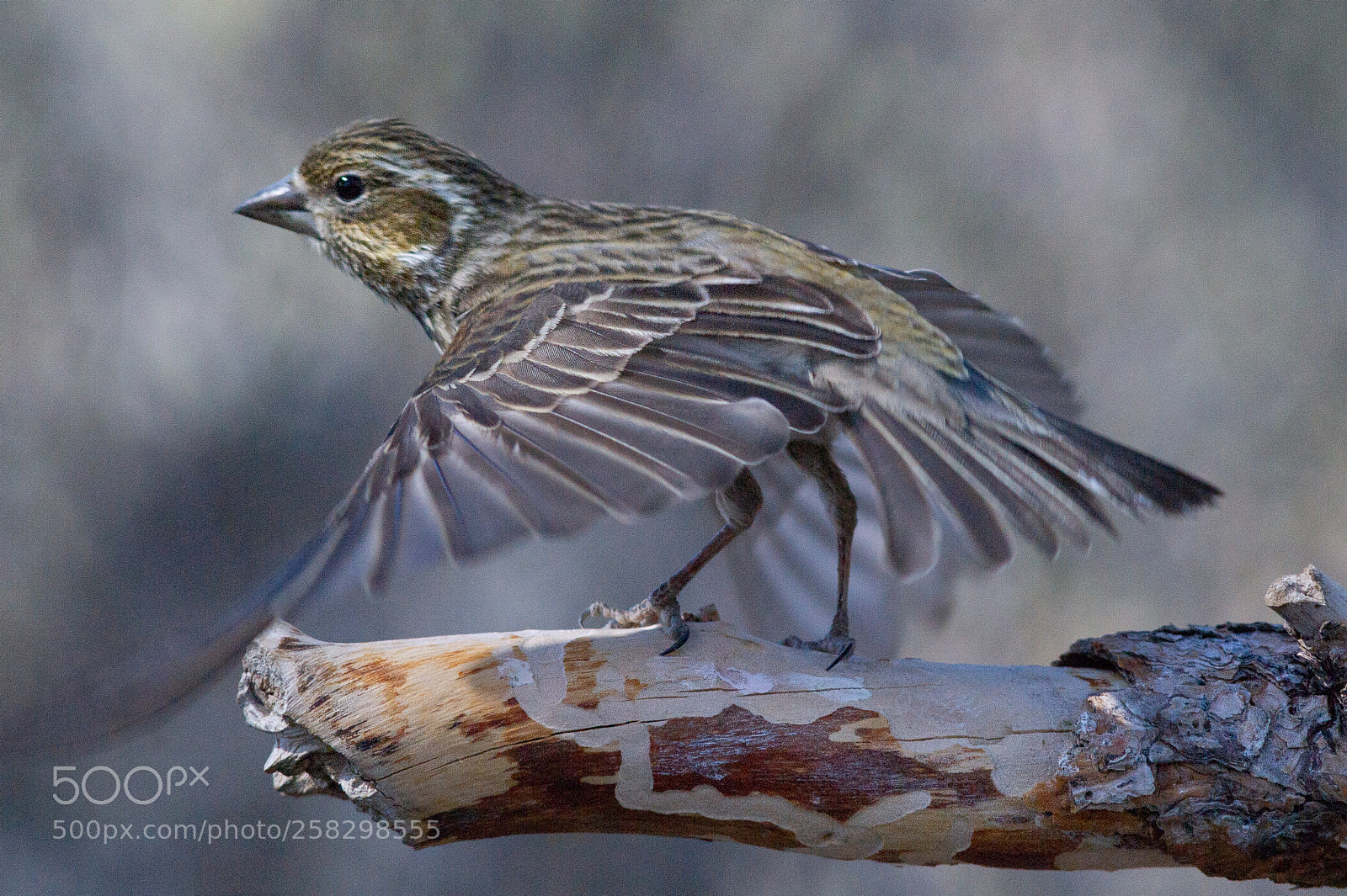 Nikon D3S sample photo. Cassin's finch photography