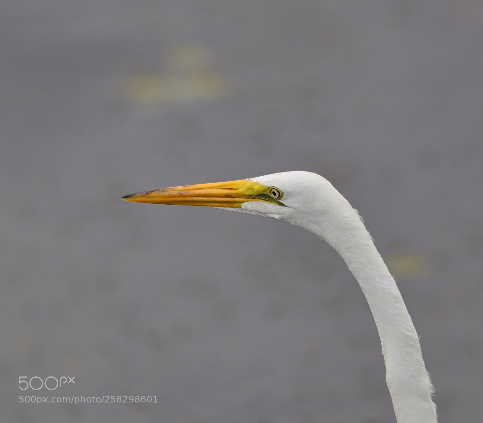 Canon EOS-1D X Mark II sample photo. 05-17-18-0018017.jpg photography
