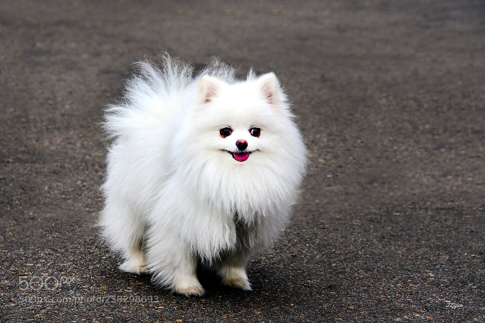 Nikon D750 sample photo. Hi photography
