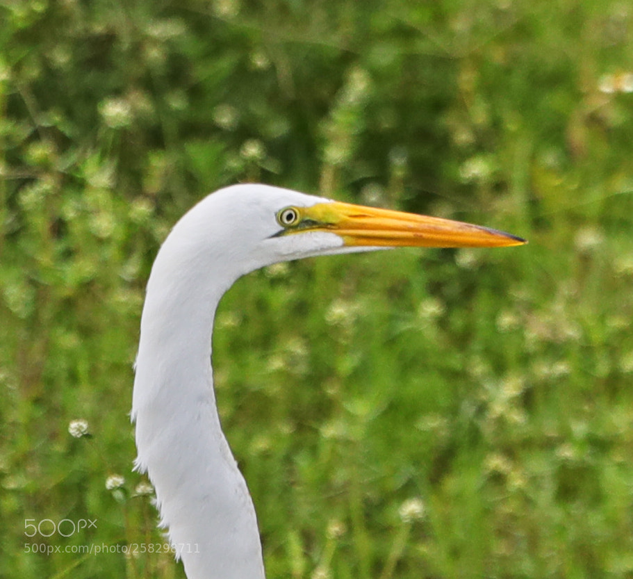 Canon EOS-1D X Mark II sample photo. 05-17-18-0018016.jpg photography