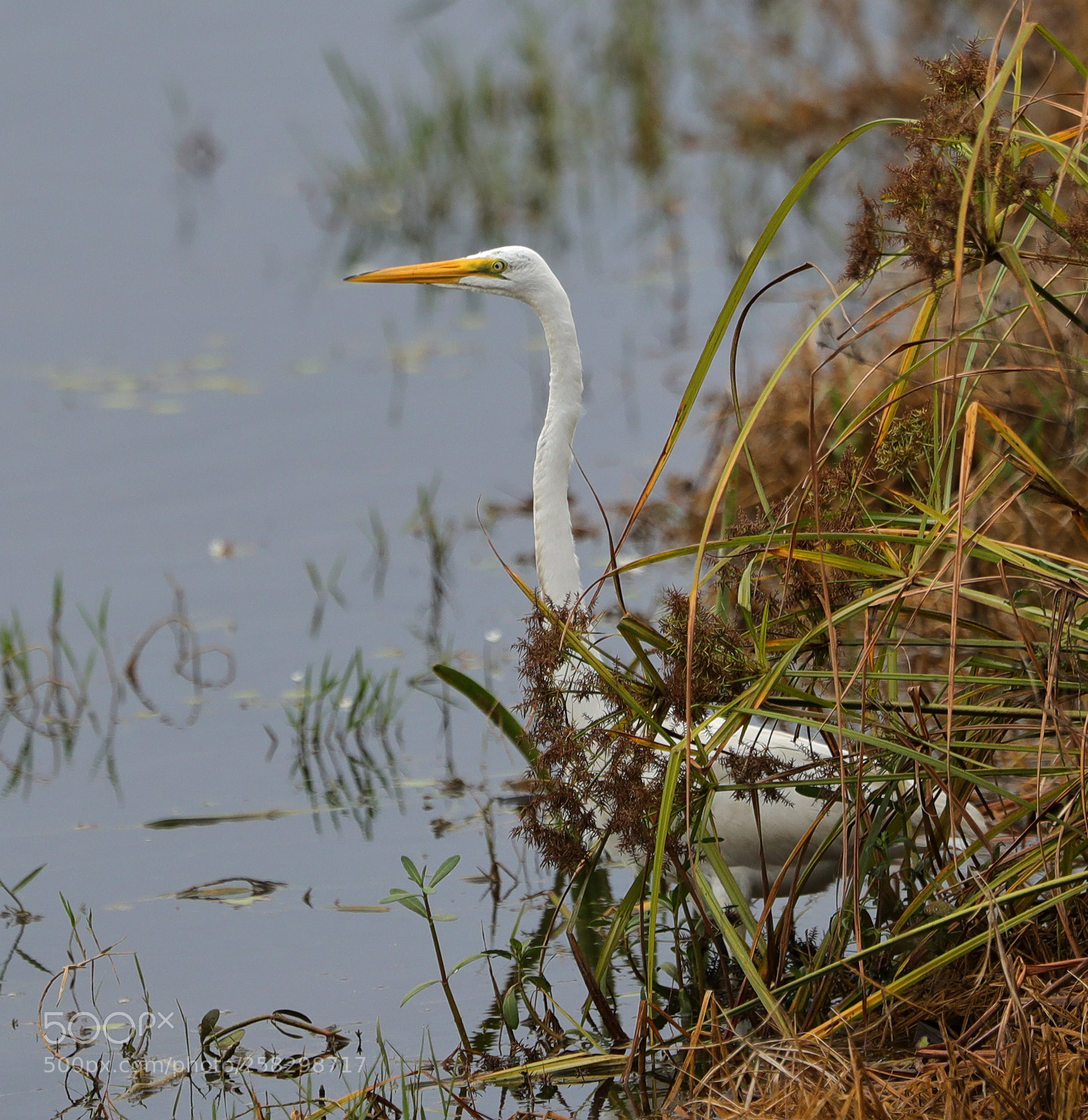 Canon EOS-1D X Mark II sample photo. 05-17-18-0018013.jpg photography