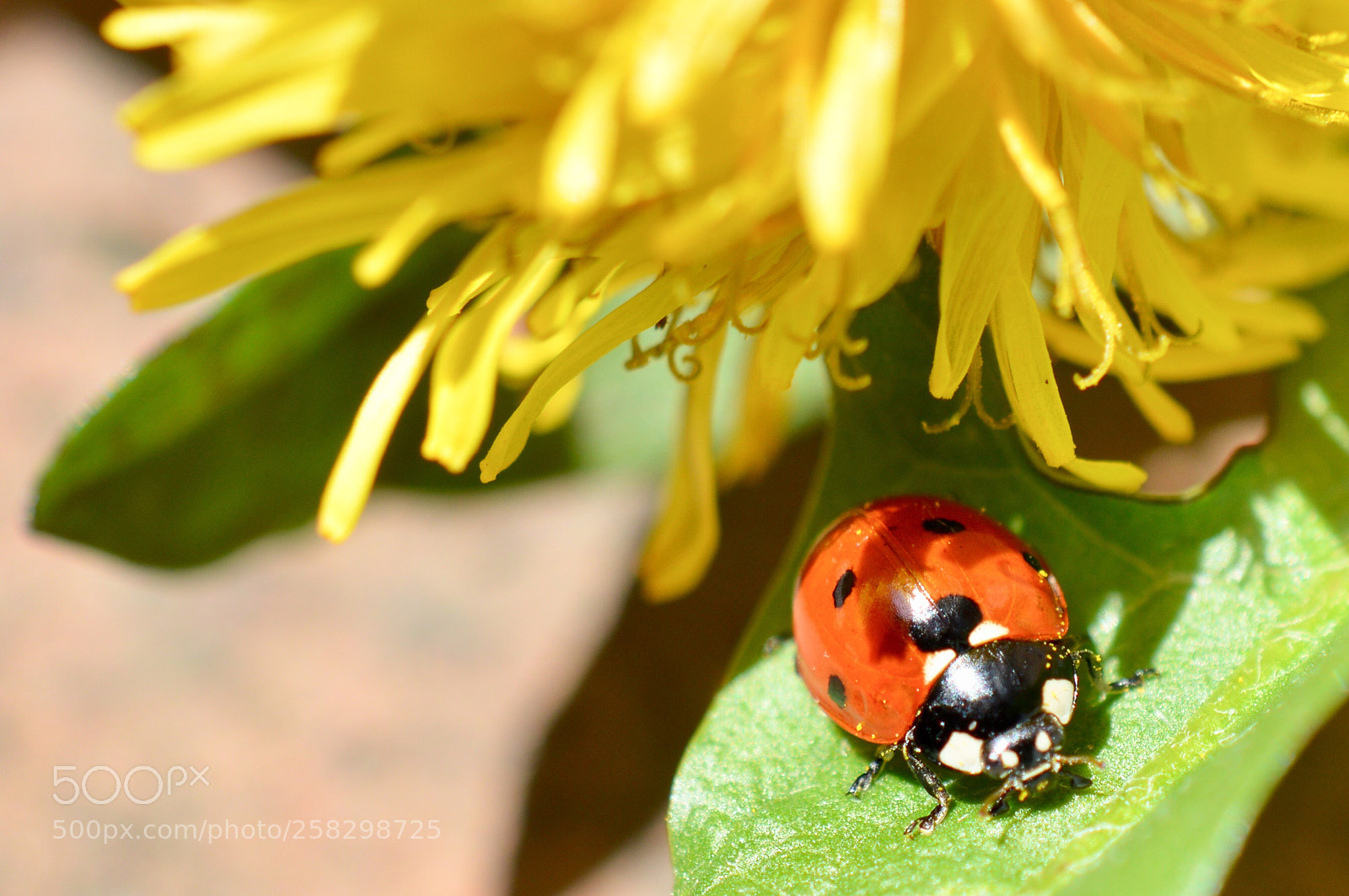 Nikon D3200 sample photo. Happy ladybug  photography